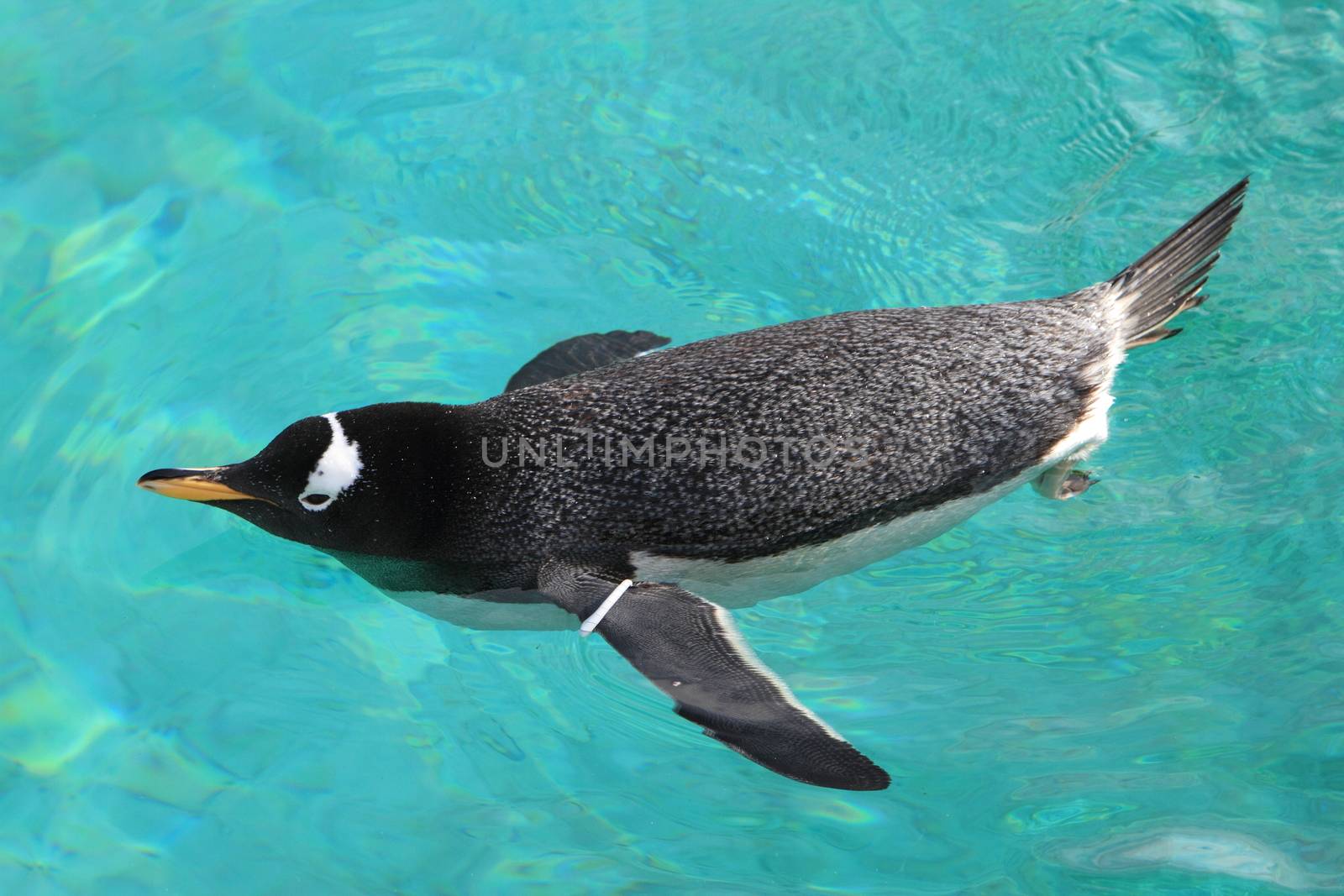 Gentoo penguin  by mitzy