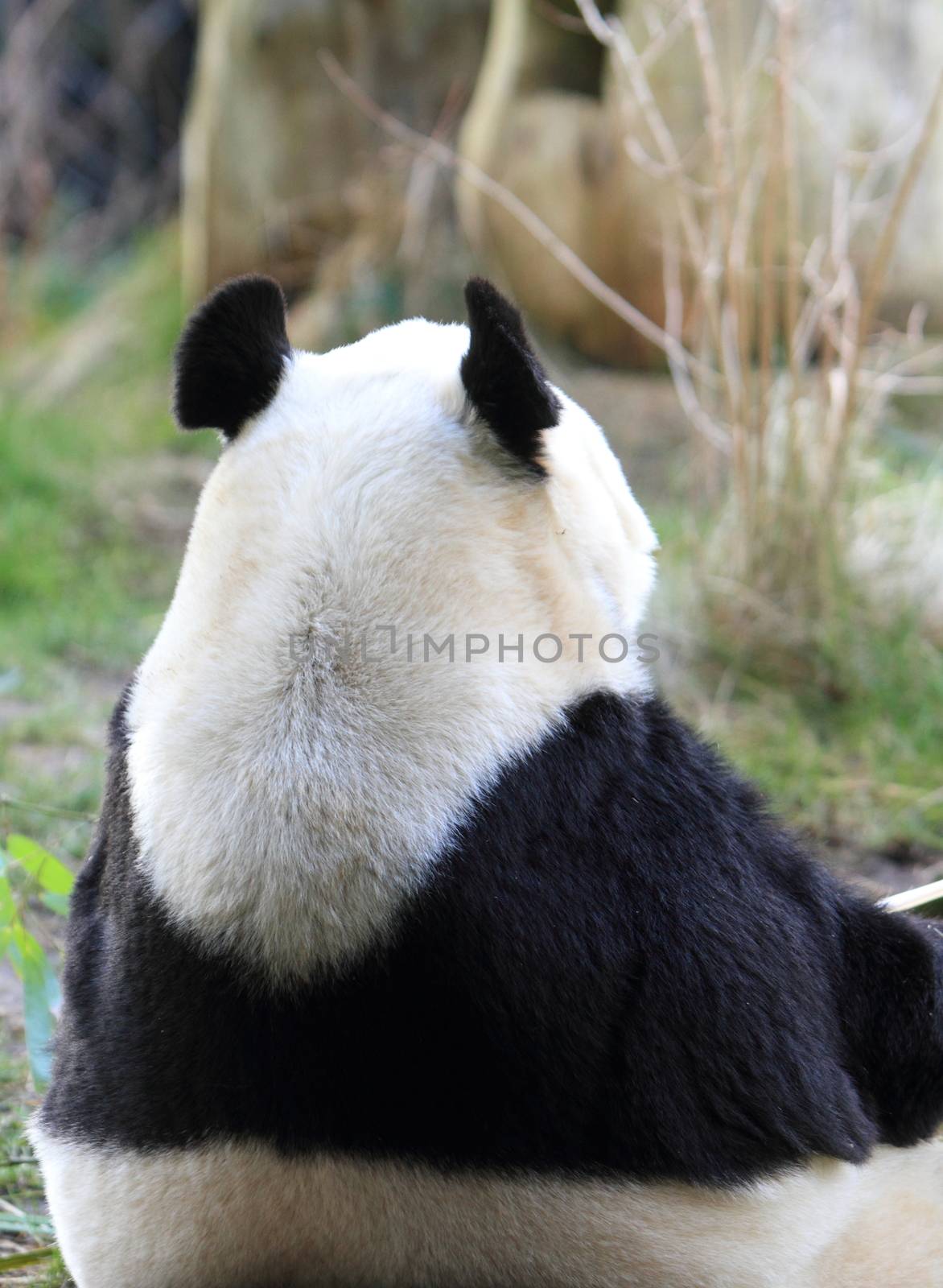 Back of a Giant Panda by mitzy