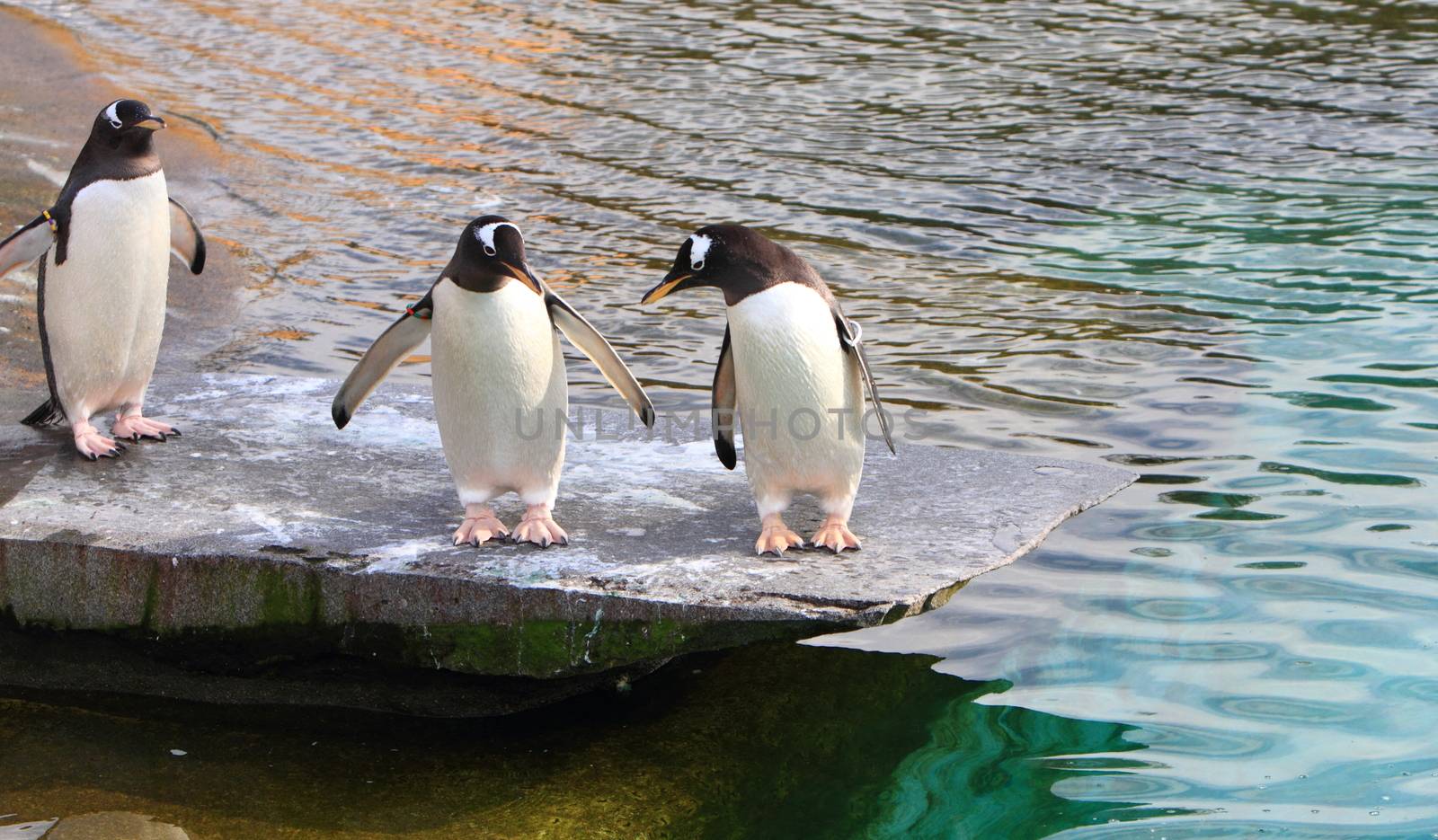 Gentoo penguins by mitzy