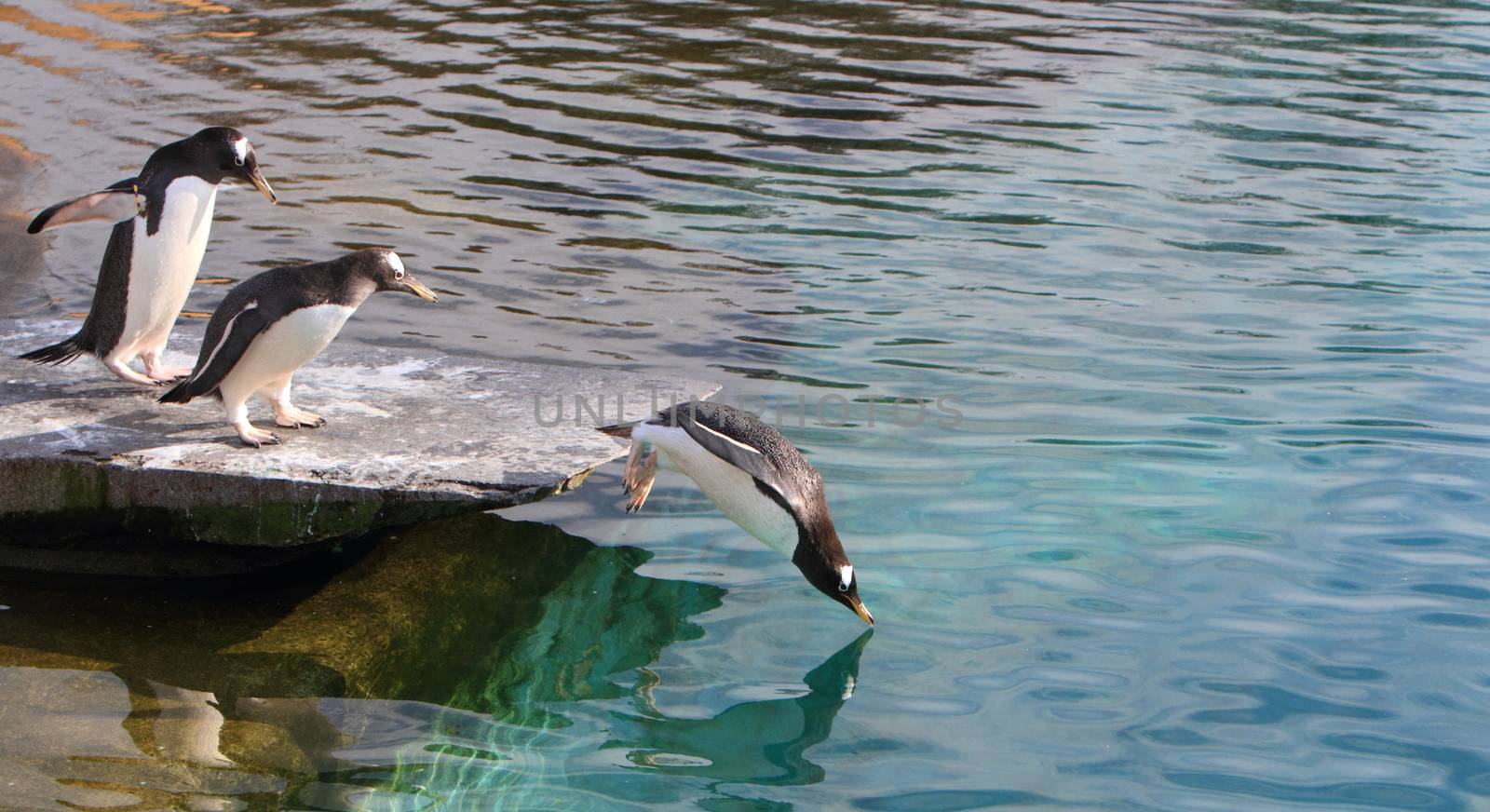 Gentoo penguin  by mitzy