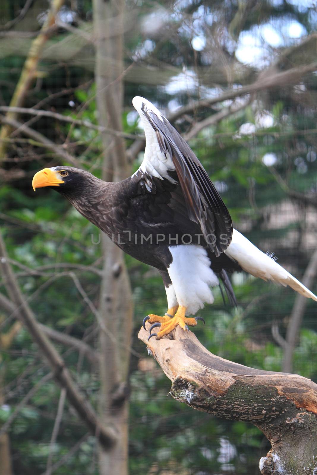 Stellar's Sea Eagle by mitzy