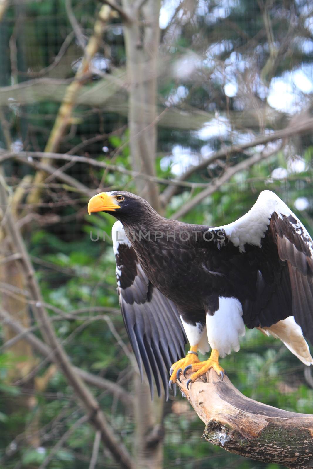 Stellar's Sea Eagle by mitzy