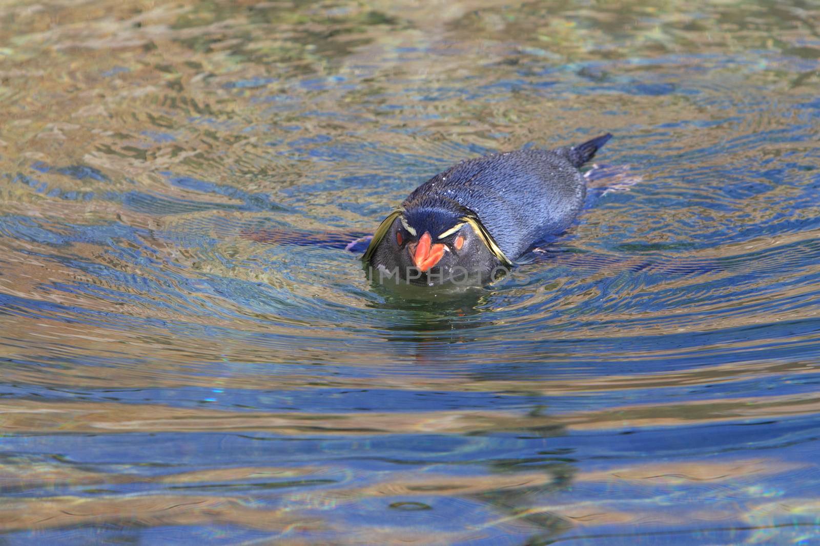 Rockhopper penguin in water by mitzy