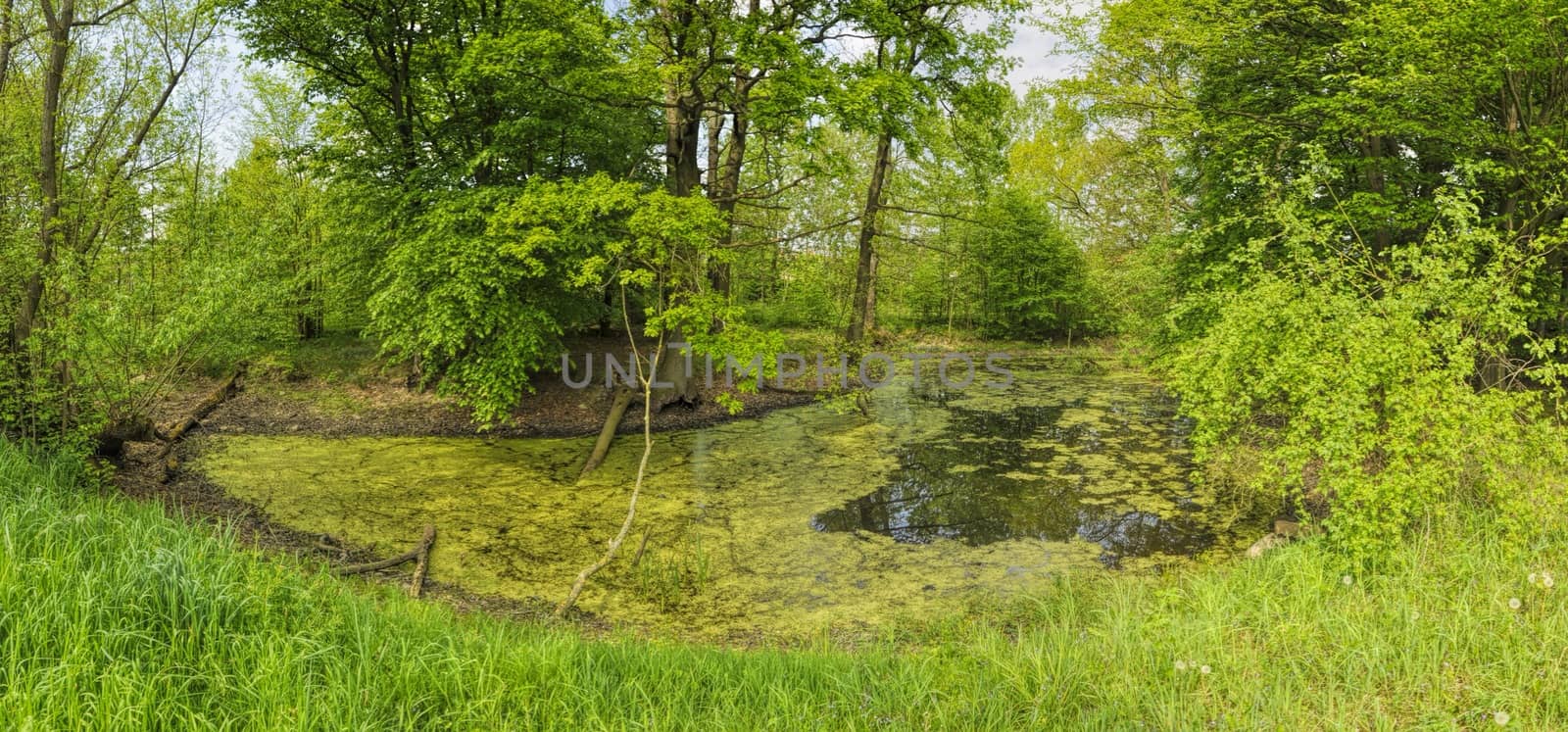 Green pond on sunny day surrounded by green vegetation
