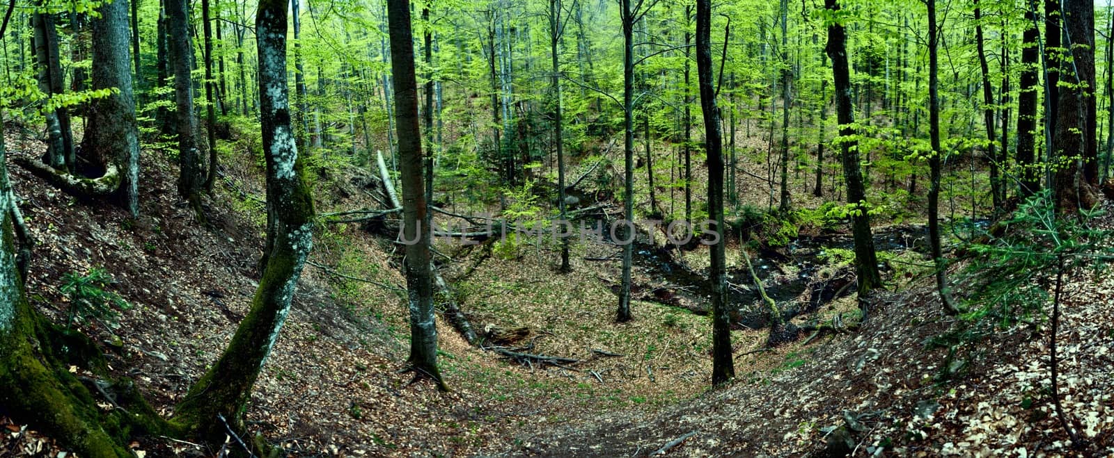 Primeval beech forest on broders between Slovakia and Ukraine in eastern Europe