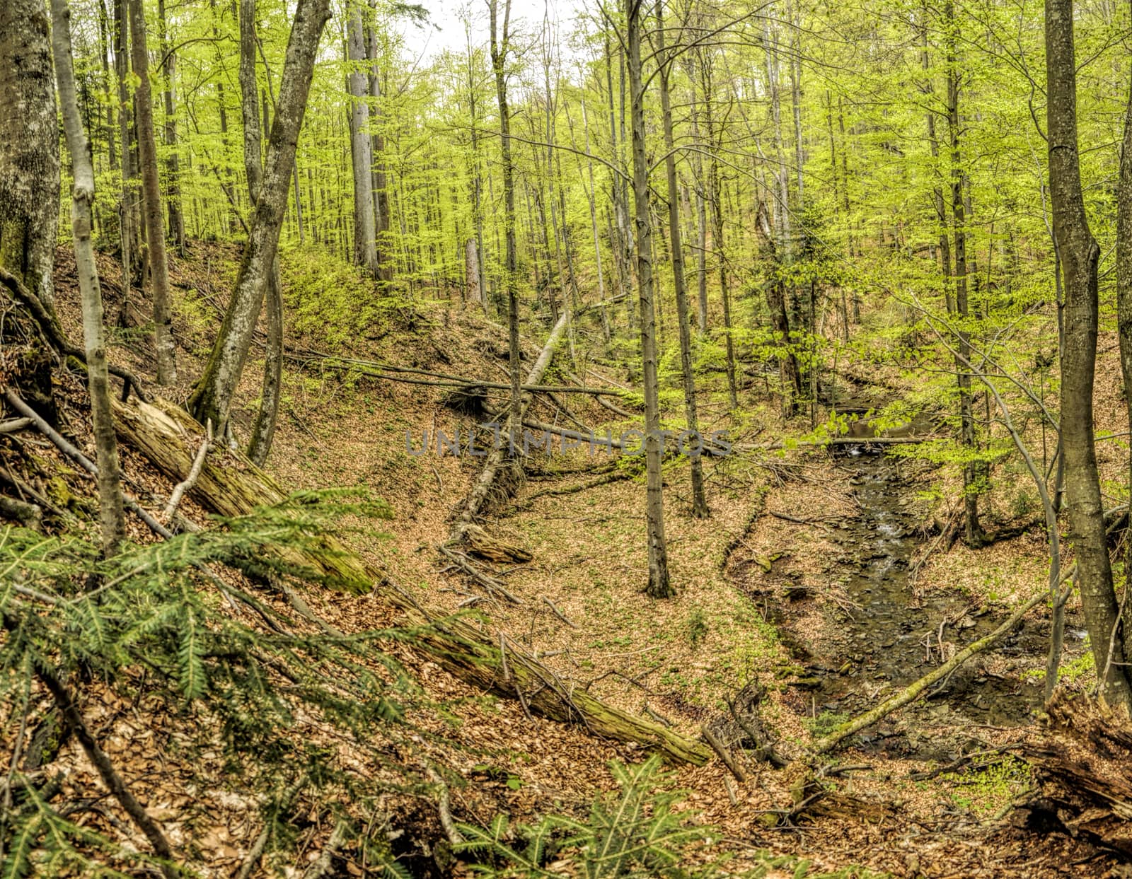 Primeval beech forest on broders between Slovakia and Ukraine in eastern Europe