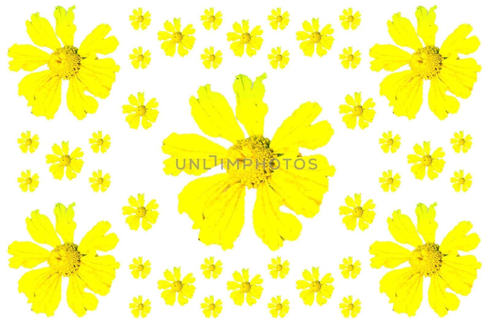 Yellow color flower by Emdaduljs