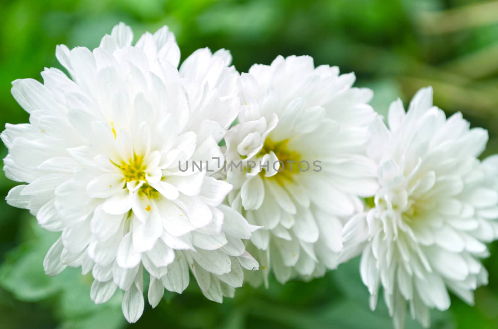 White color flower isolate green leaf background by Emdaduljs