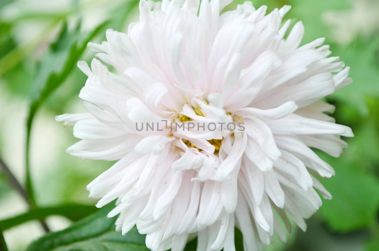 White color flower isolate green leaf background by Emdaduljs