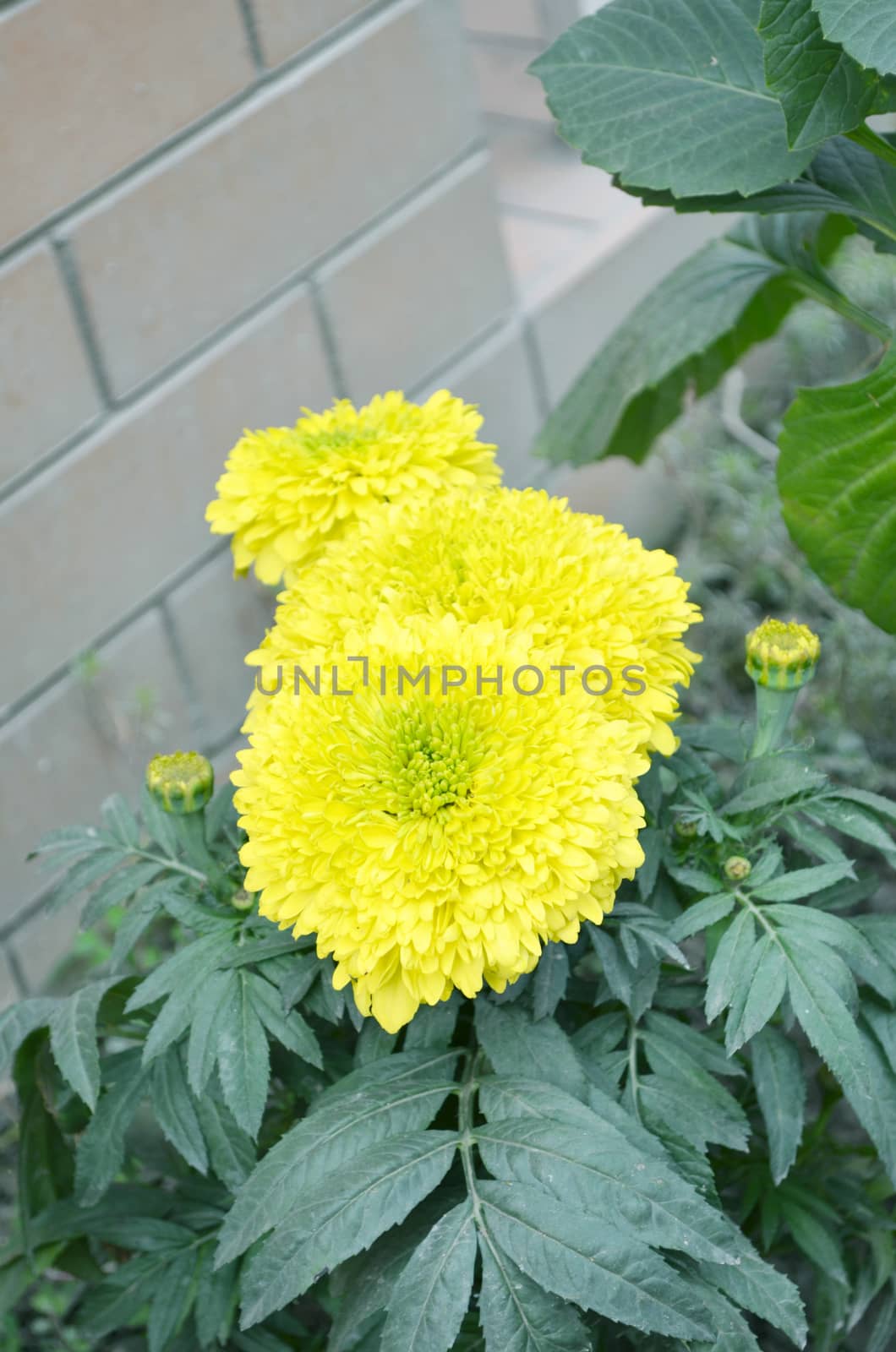 Yellow color flower by Emdaduljs