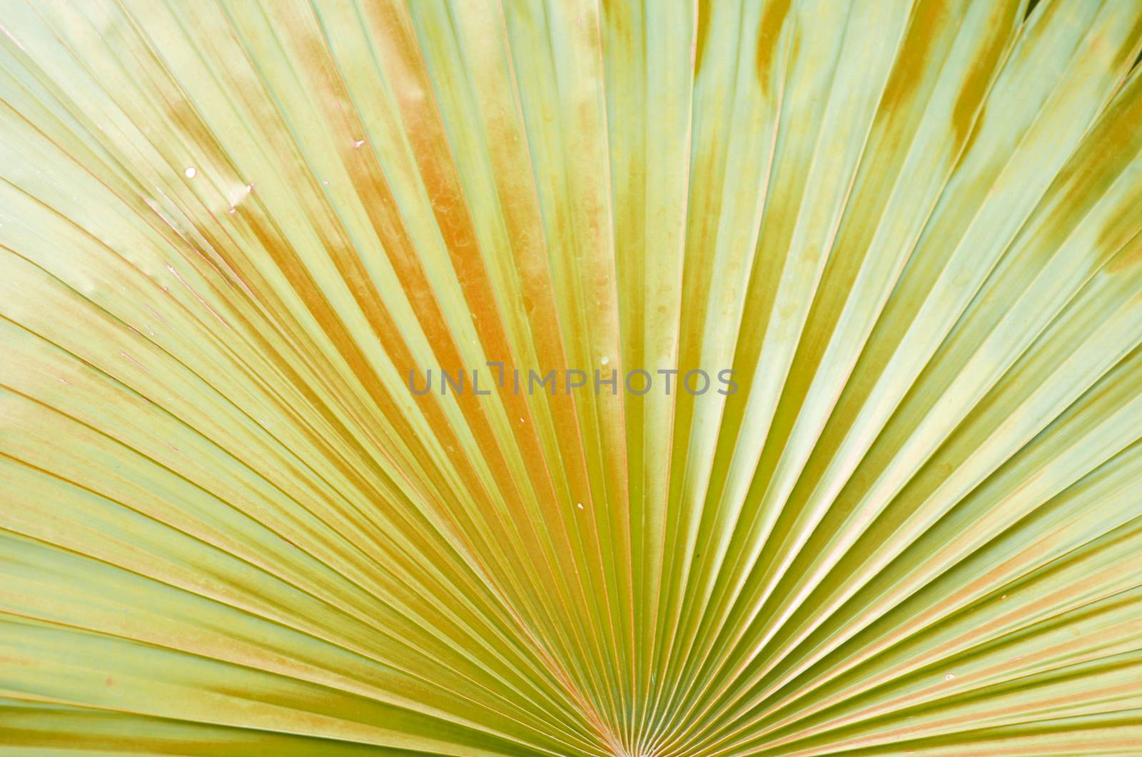 Natural leaf background Texture Pattern of palm tree