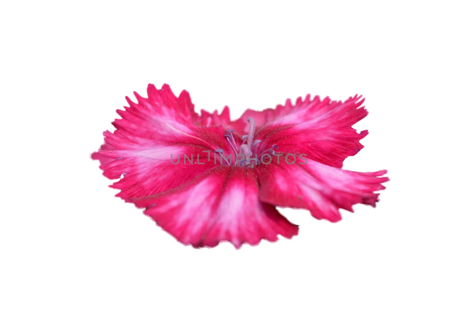 Pink flower isolated on white background. by Emdaduljs