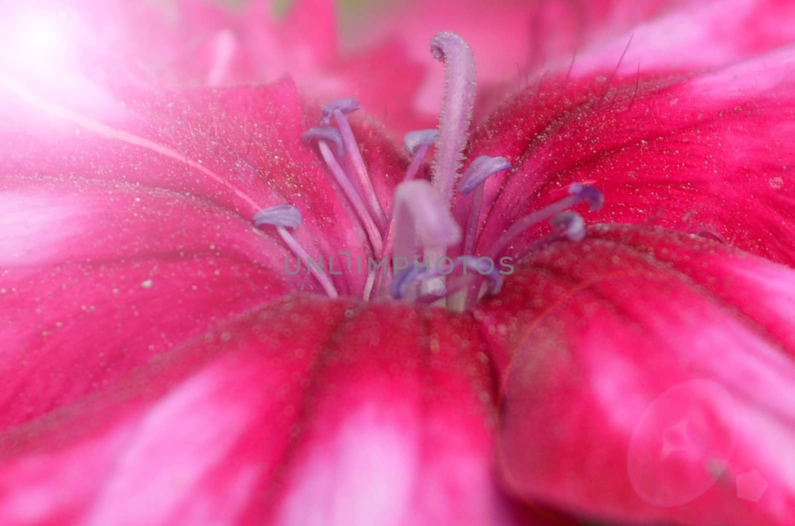 Pink flower by Emdaduljs
