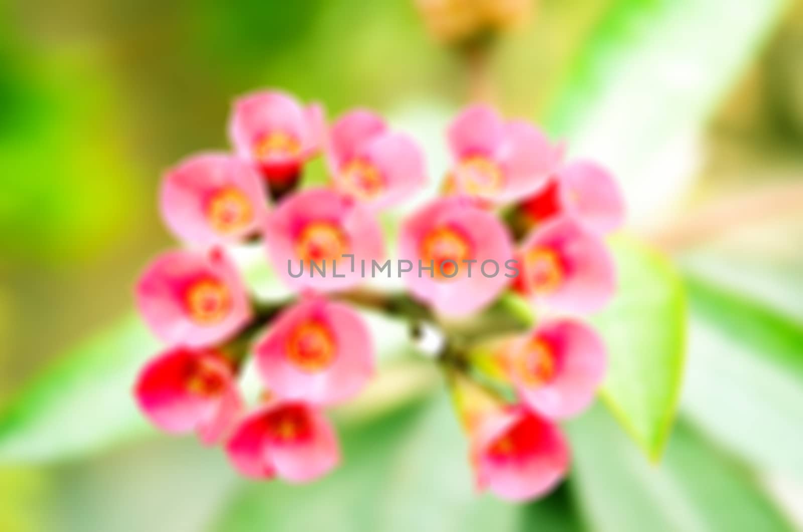 Pink Flowers Blossoming Tree Branch