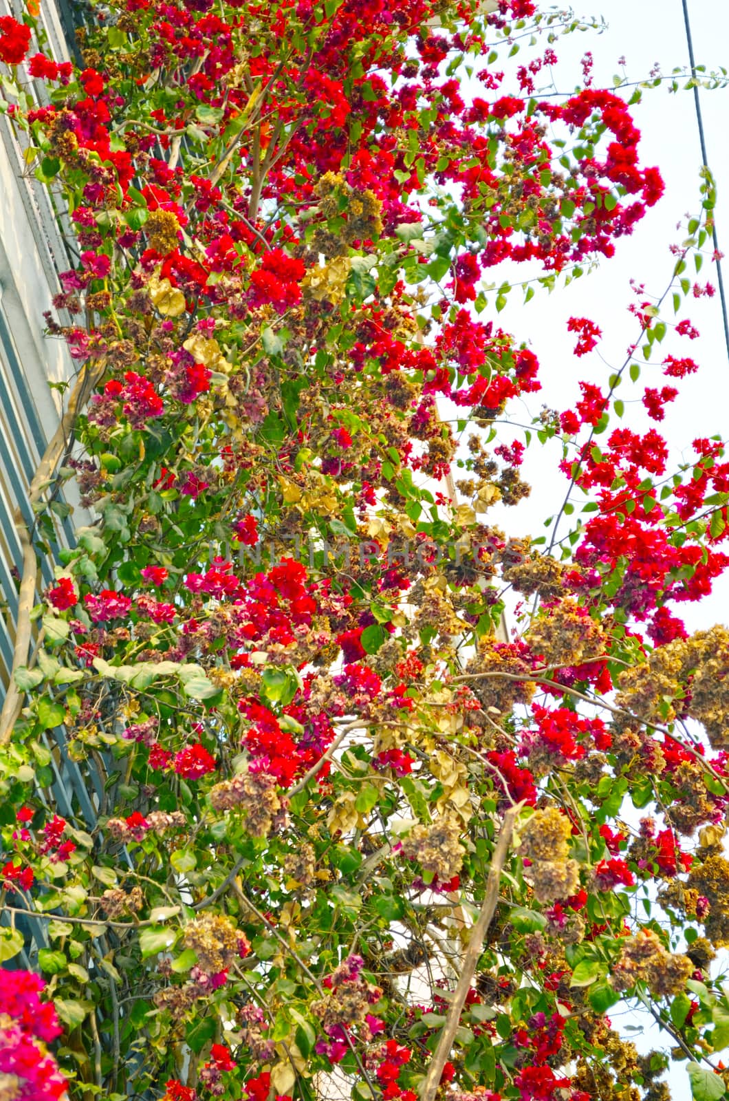 Pink Flowers Blossoming Tree Branch