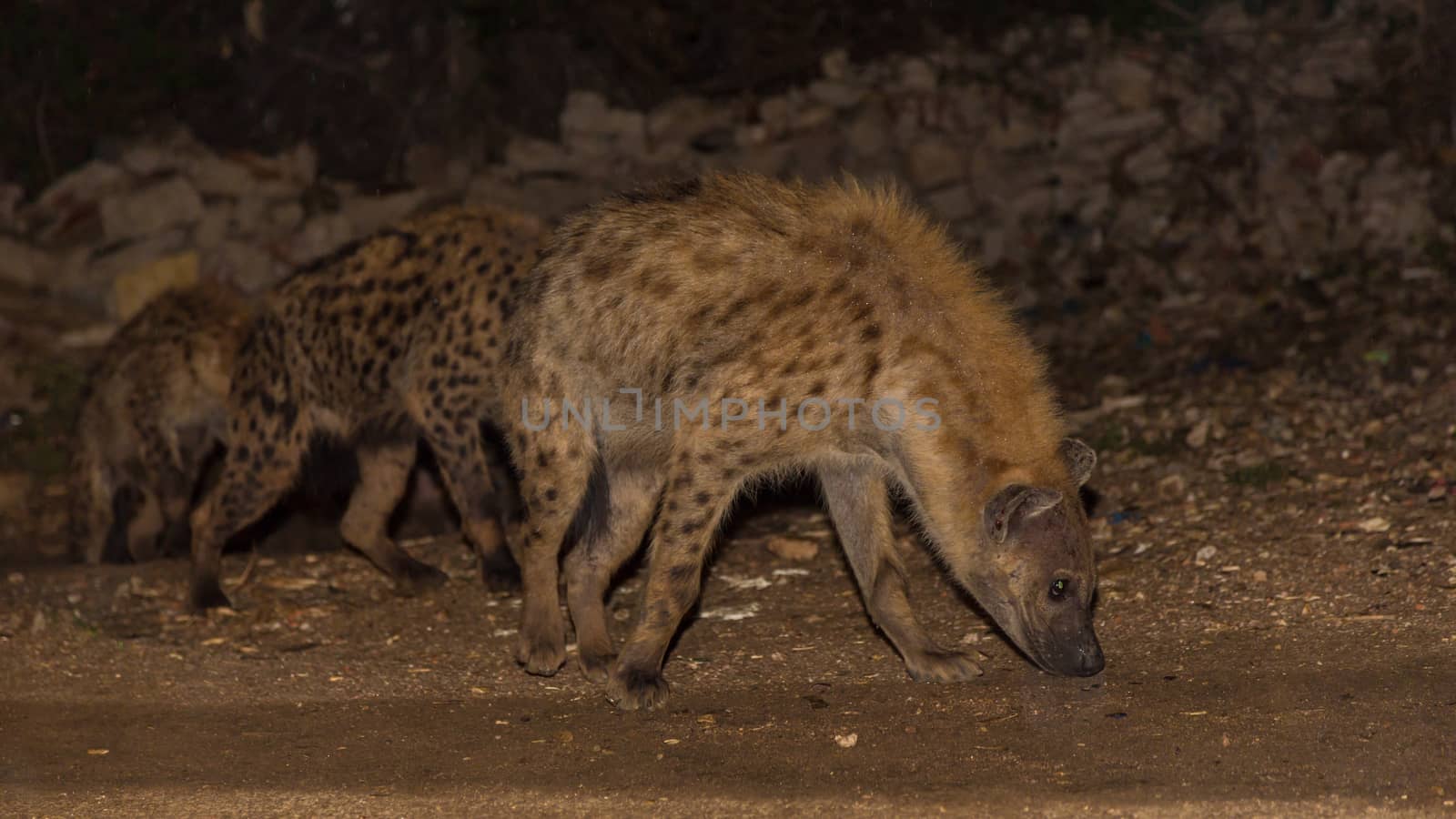 Spotted wild hyenas searching for food to scavenge near the city borders of Harar in Ethiopia