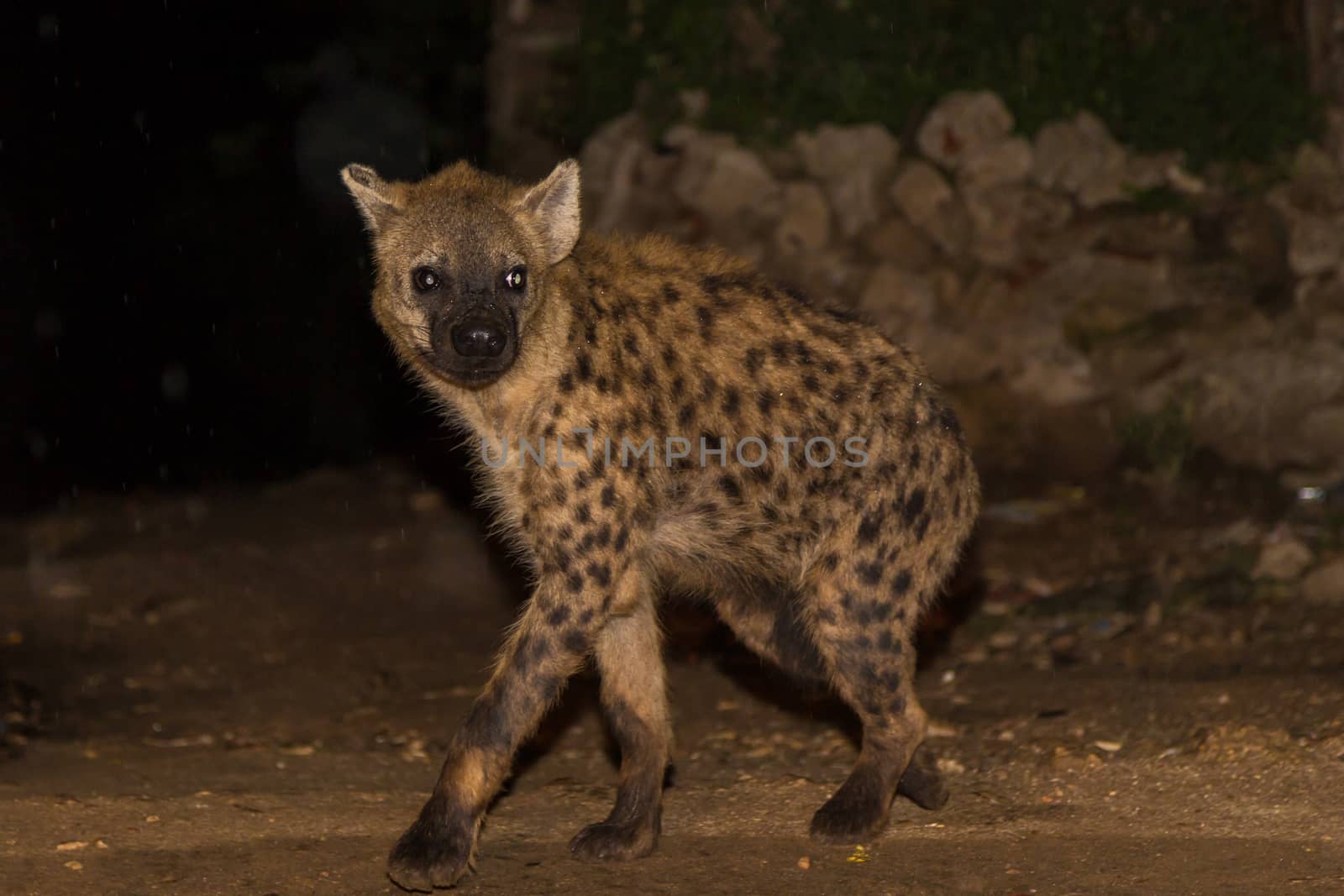 A spotted wild hyena searching for food to scavenge near the city borders of Harar in Ethiopia