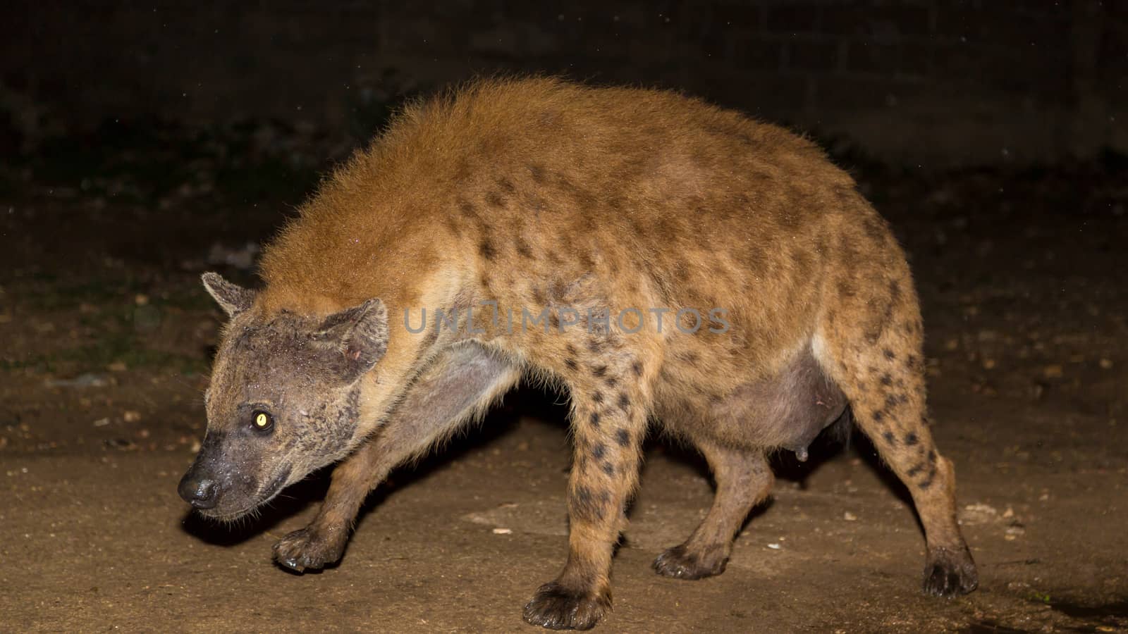 A pregnant spotted wild hyena searching for food to scavenge near the city borders of Harar in Ethiopia