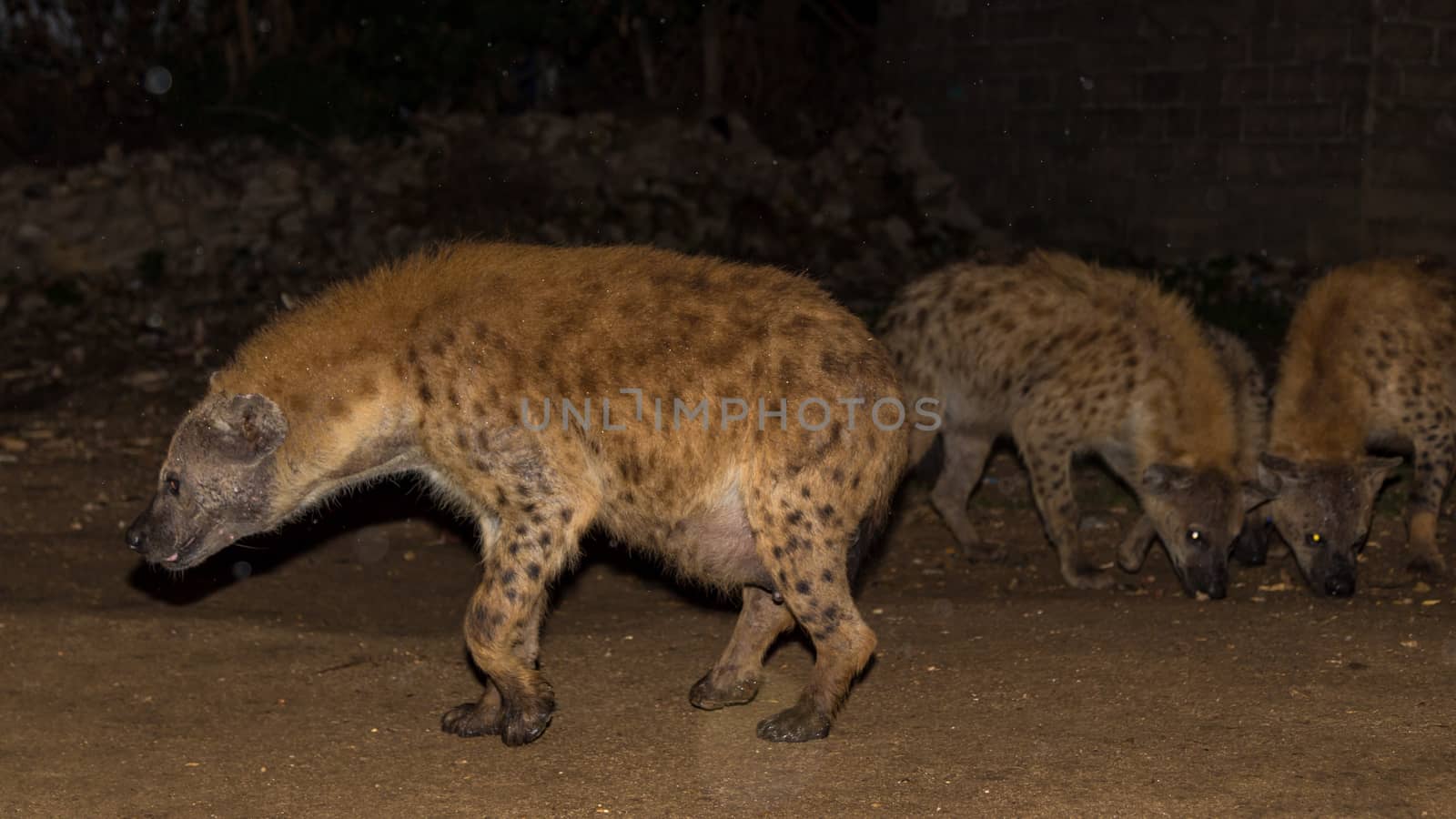 Spotted wild hyenas searching for food to scavenge near the city borders of Harar in Ethiopia