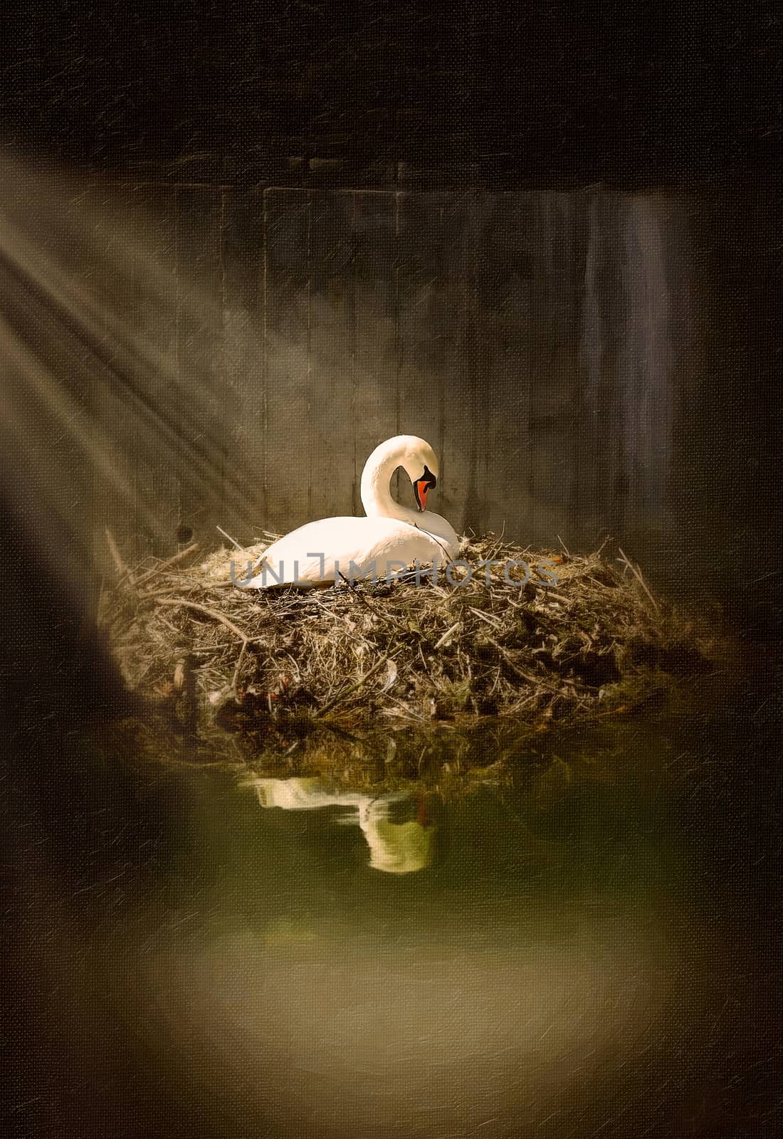 swan in a nest