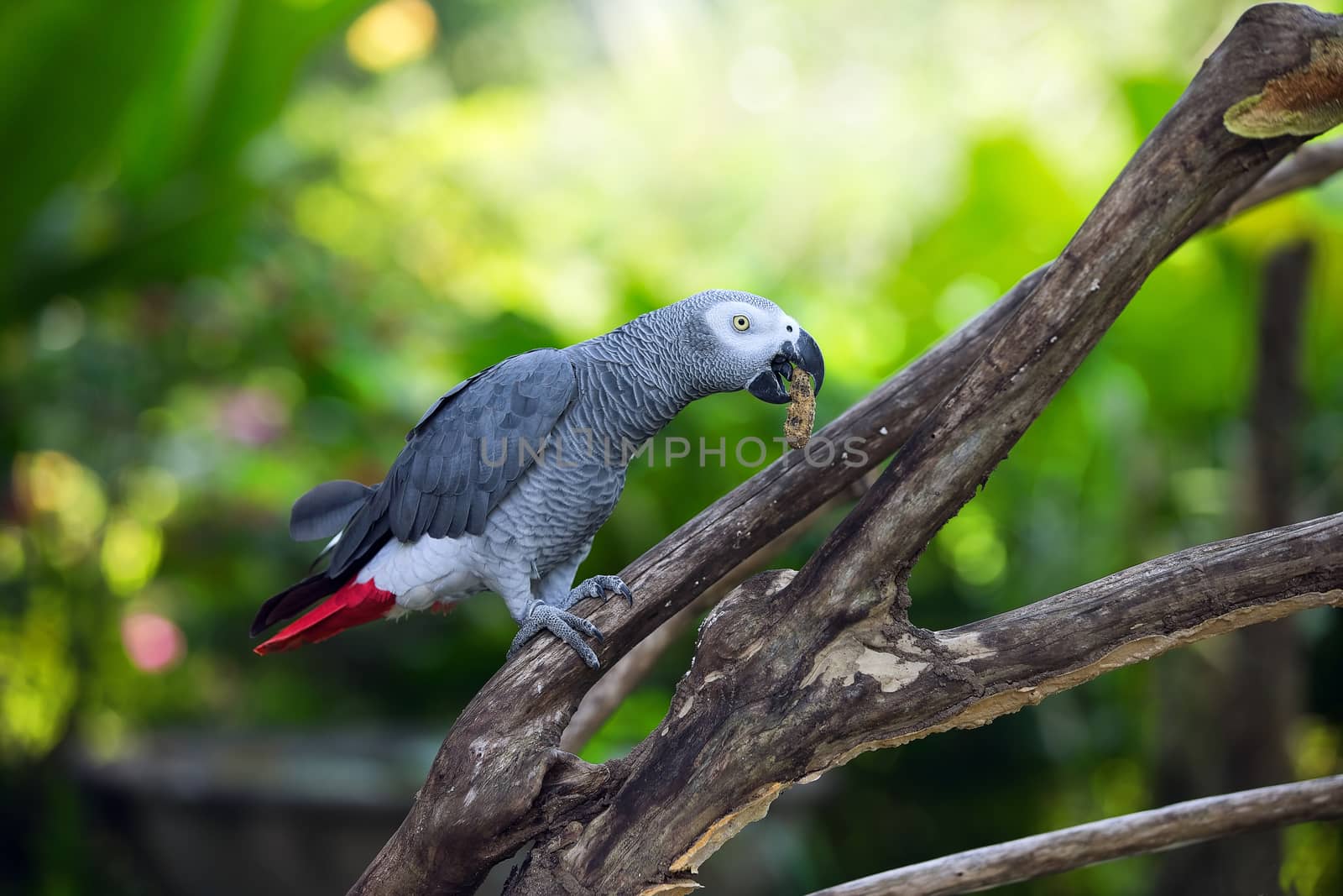 parrot by lisslisskin