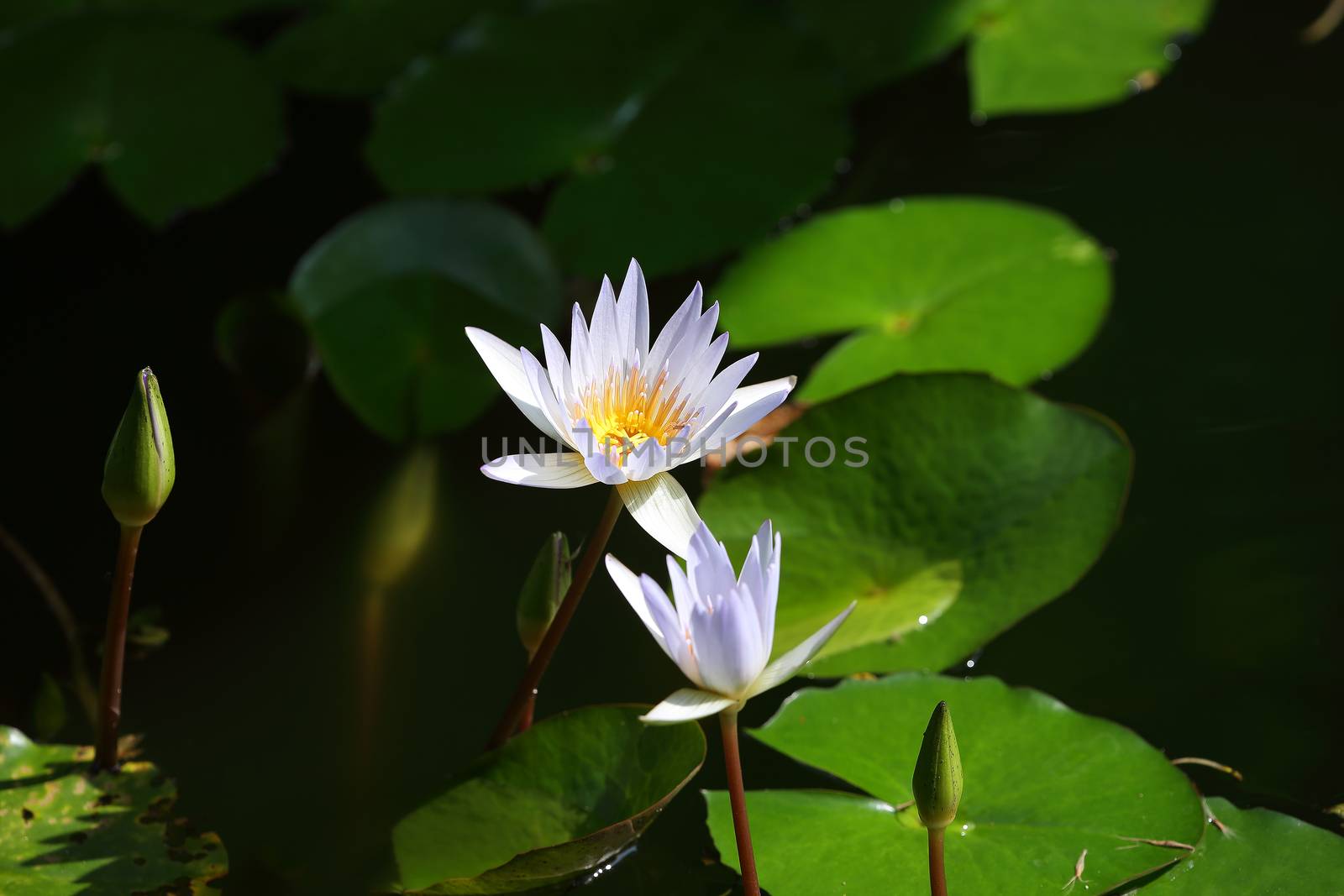 lotus by lisslisskin