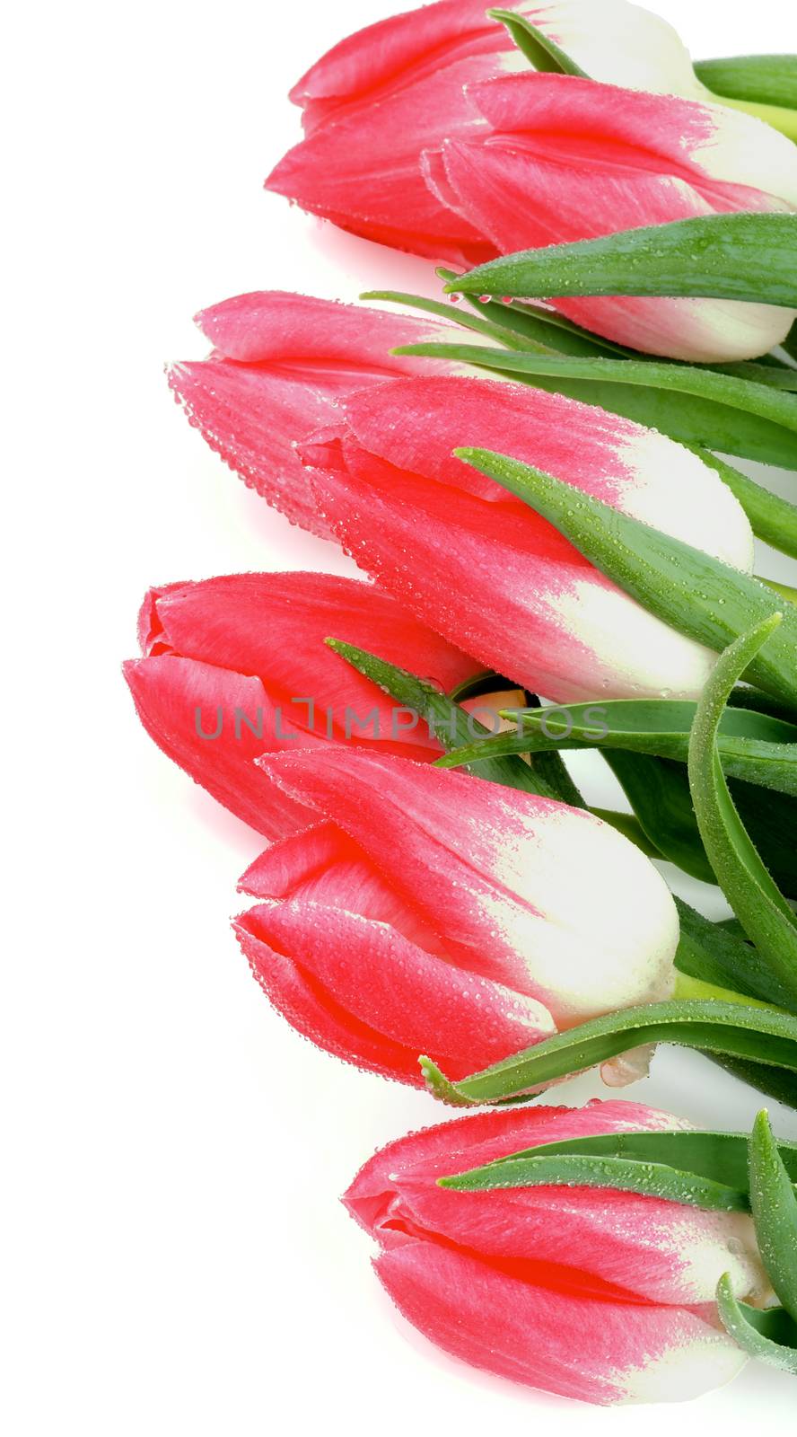 Frame of Spring Magenta Tulips with Leafs and Water Drops isolated on white background