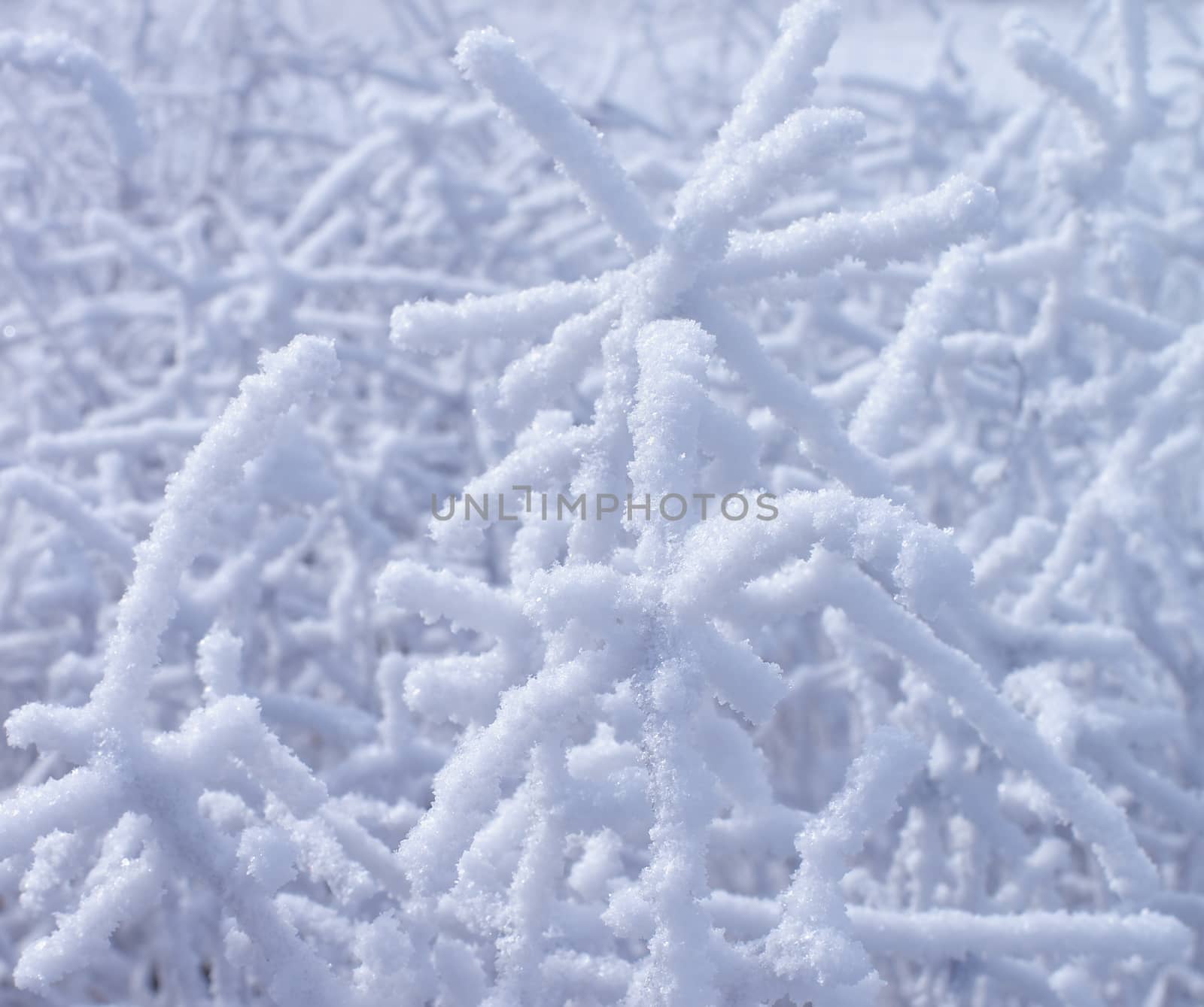 Background of Frozen Snowy Tree Branches Outdoors. Focus on Foreground