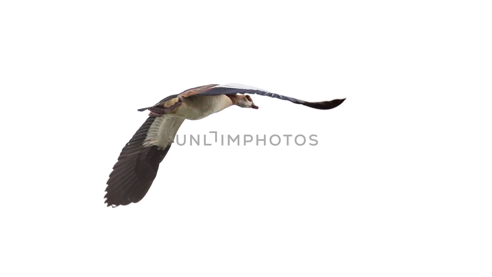 Egyptian Goose (Alopochen aegyptiacus) with black and white wings in mid flight