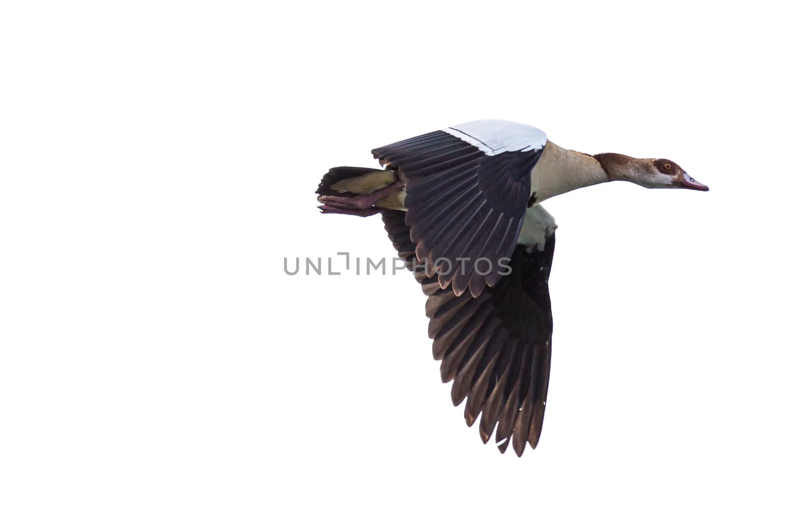 Egyptian Goose (Alopochen aegyptiacus) with black and white wings in mid flight