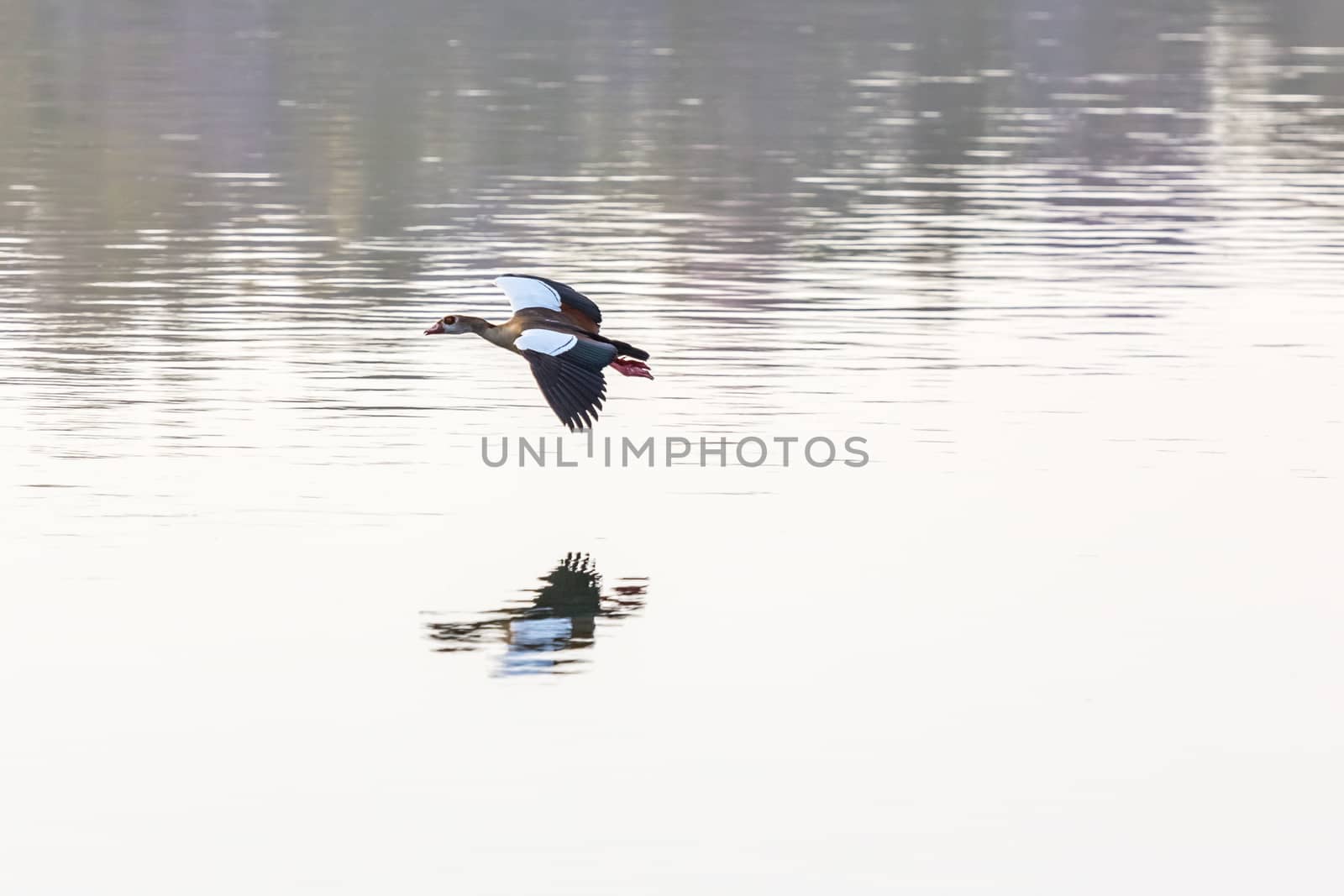 Egyptian Goose in mid flight by derejeb