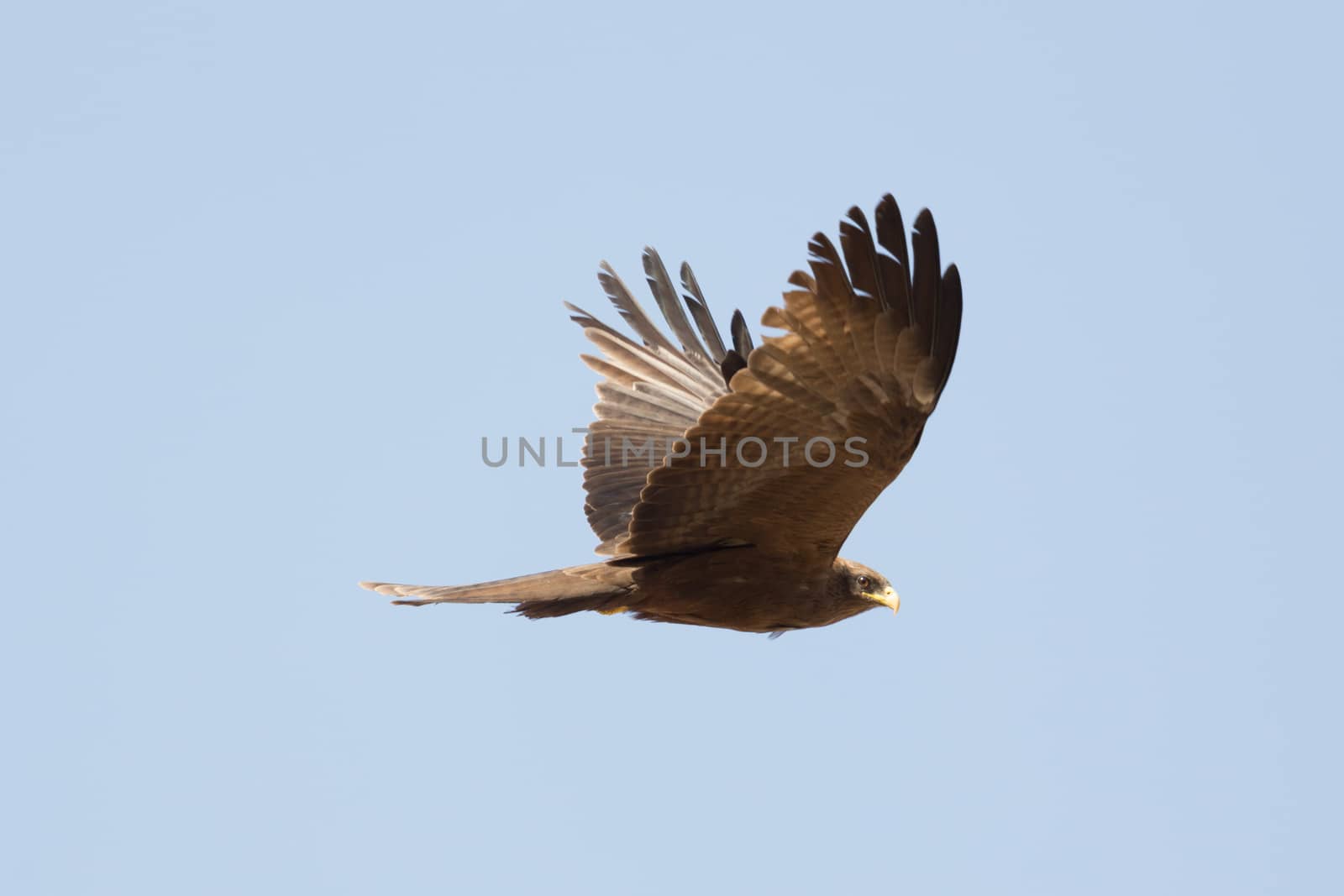 Black Kite which is locally known as Amora, flying in the air