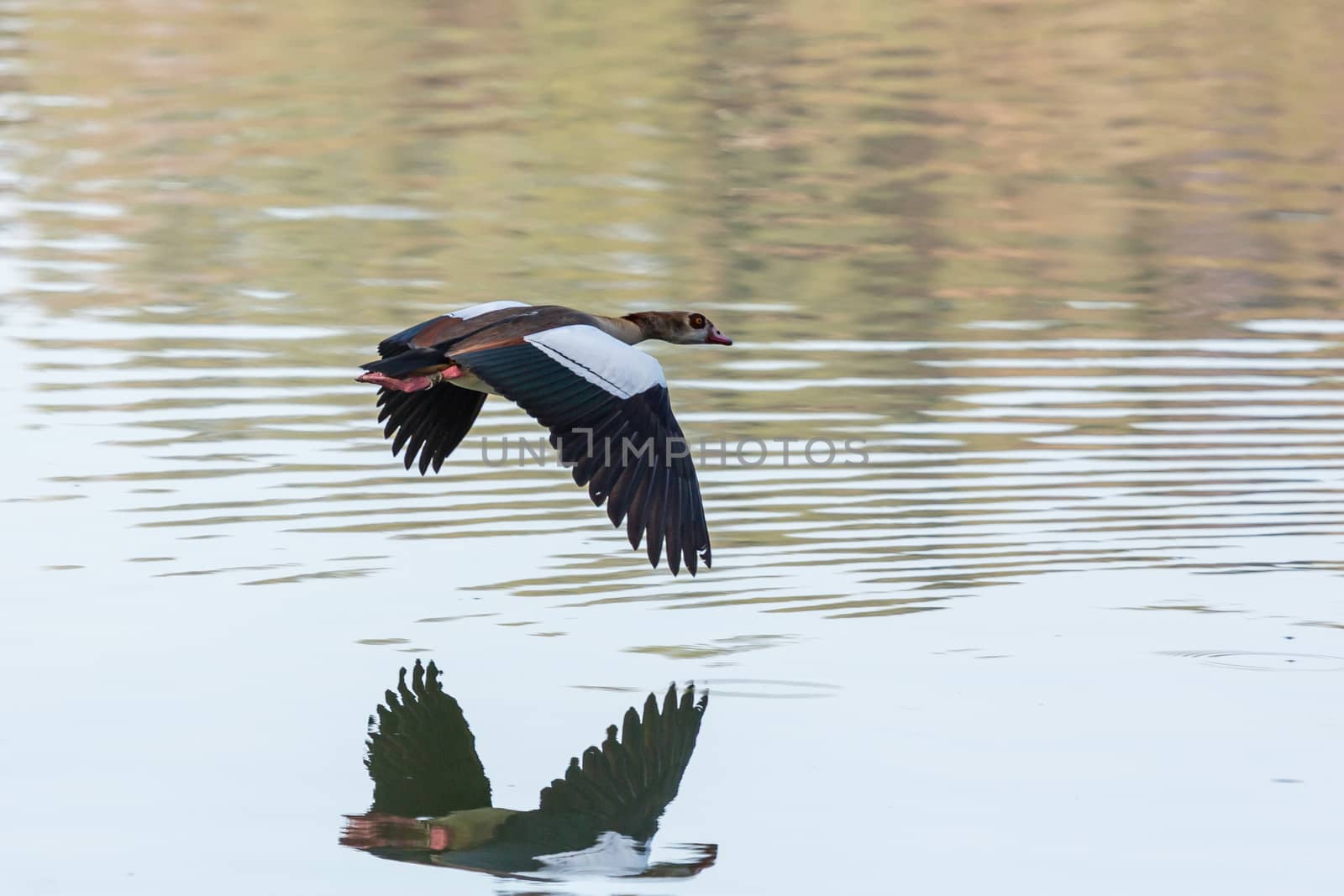 Egyptian Goose (Alopochen aegyptiacus) with black and white wings in mid flight