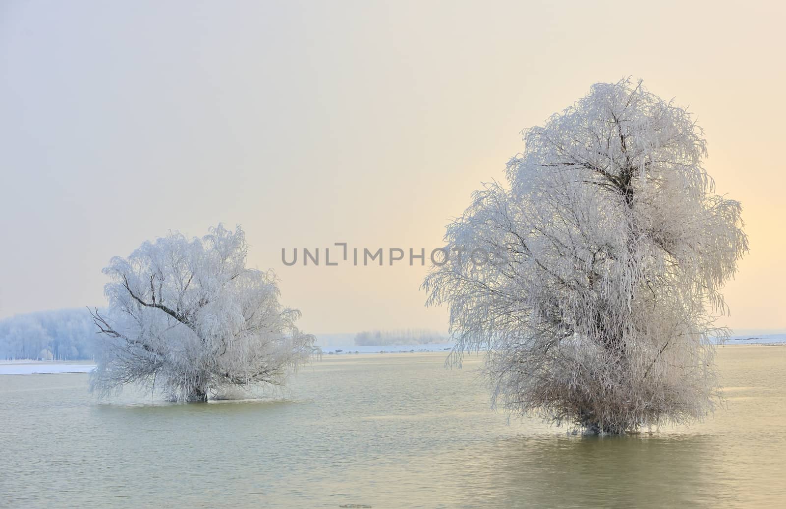 Frosty winter trees on Danube river