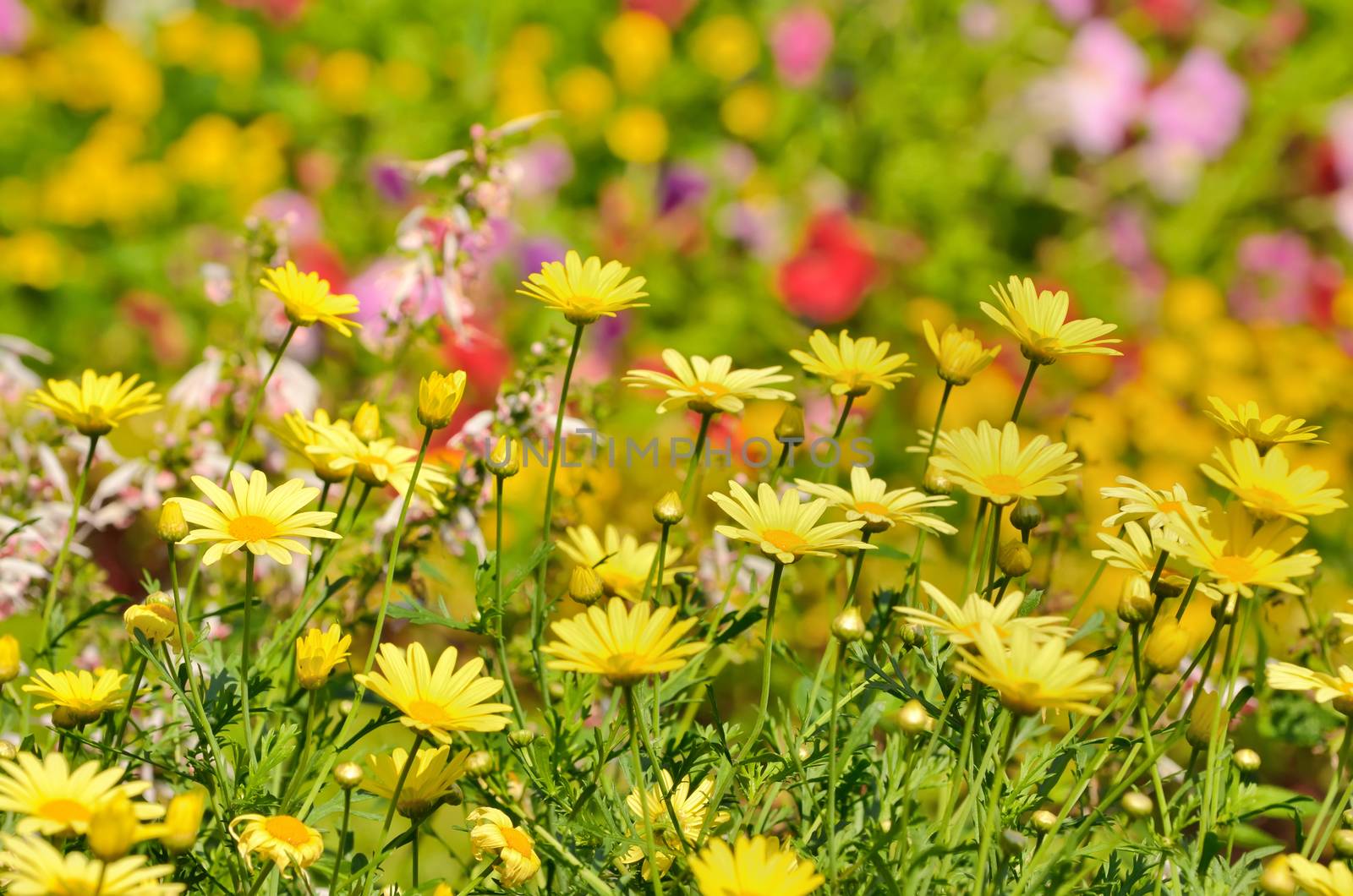 Golden Marguerite, Anthemis tinctoria in garden