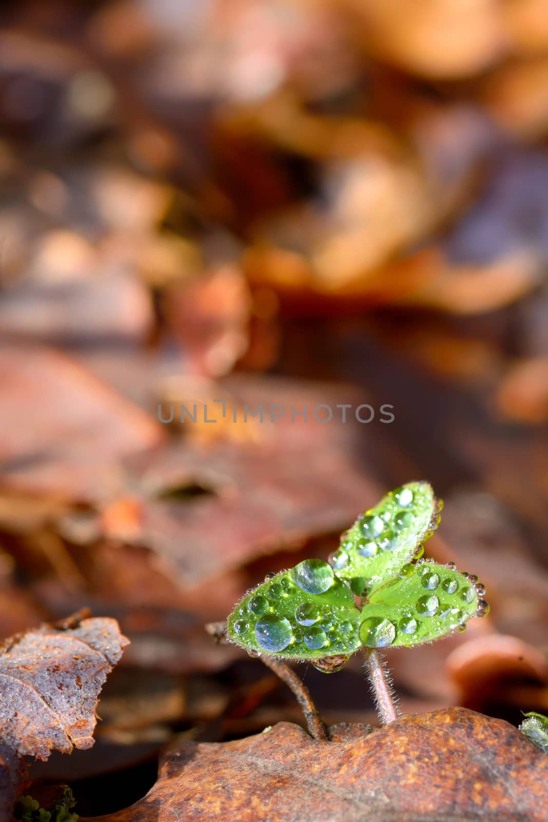 Dew drops close up in spring forest
