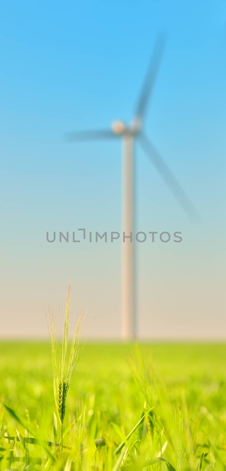 Wind turbines in a wheat field and clear sky