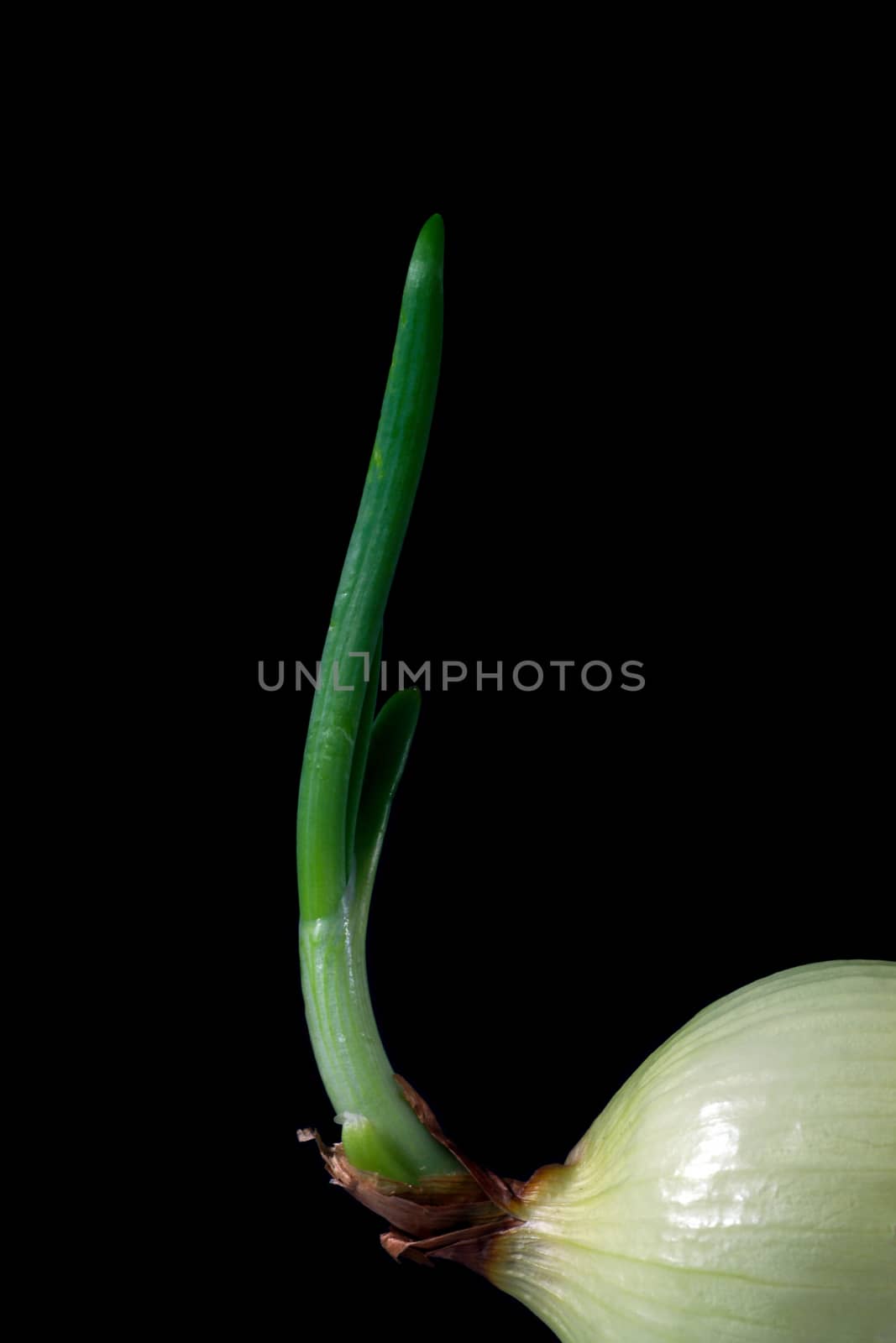 Onion on black background
