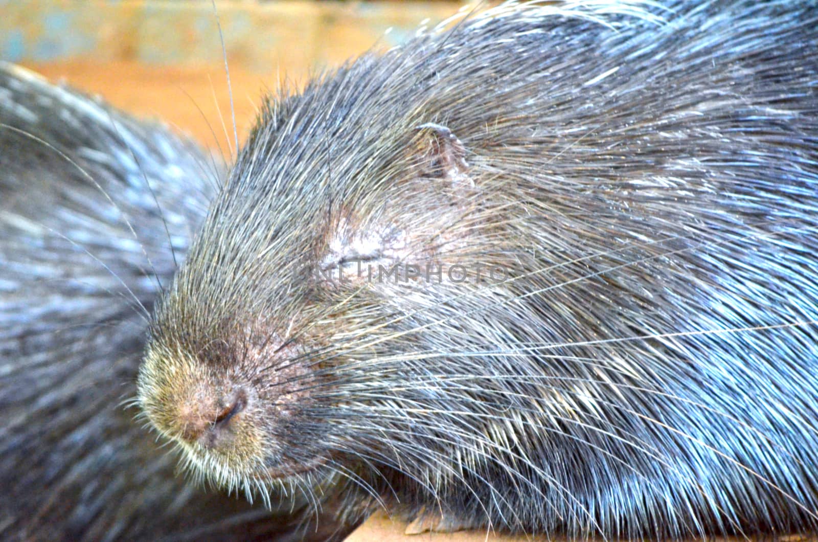 Very close up face of the animal