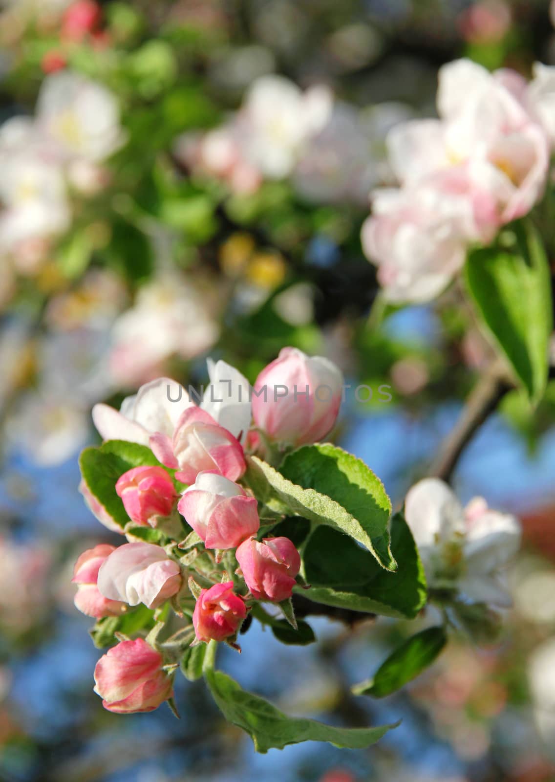 Apple blossoms in spring by oxanatravel