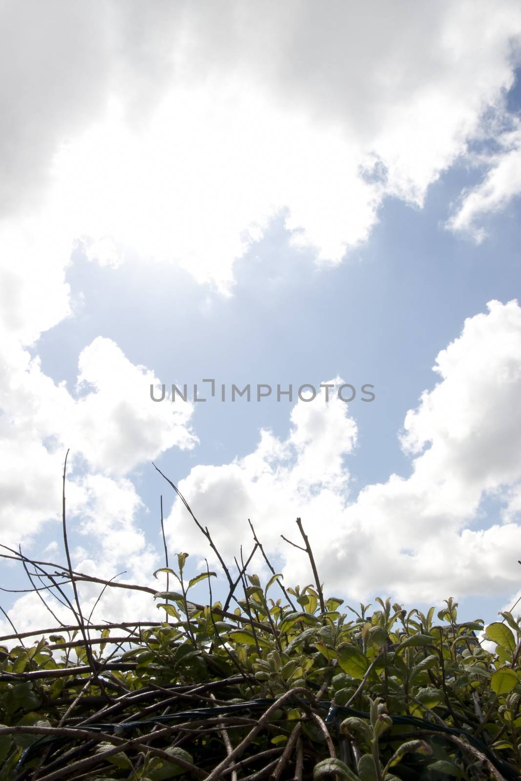 the top of a weeping willow tree with bright blue sky in background