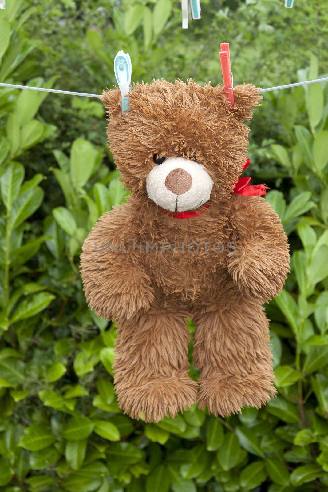 toy brown teddy bear hanging on line by morrbyte