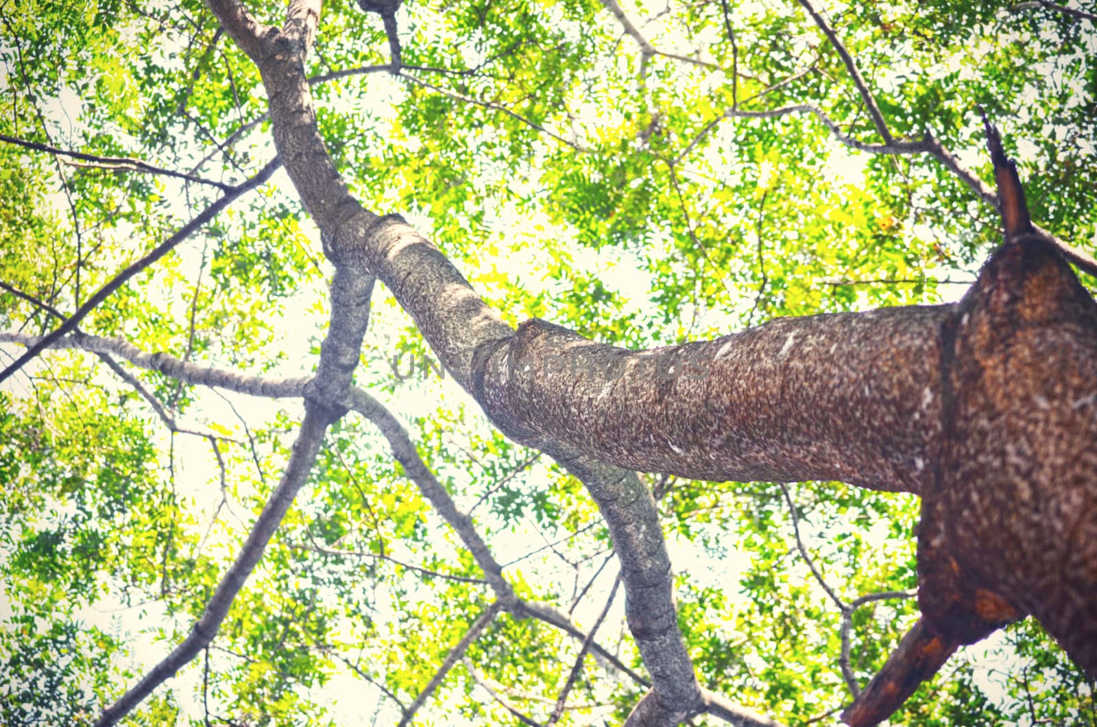 Tree in a green forest in spring