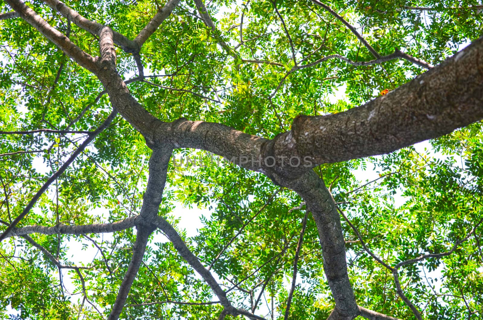 Tree in a green forest in spring