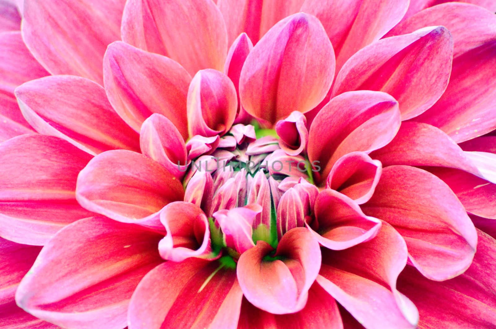 The closeup surface of dahlia flower by Emdaduljs