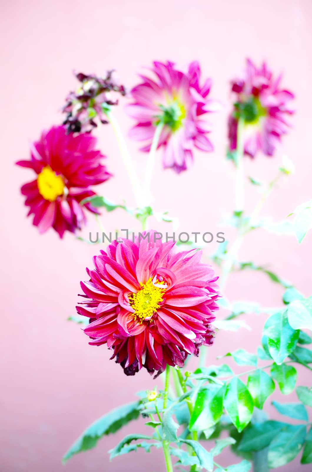 Pink color flower isolate green leaf background