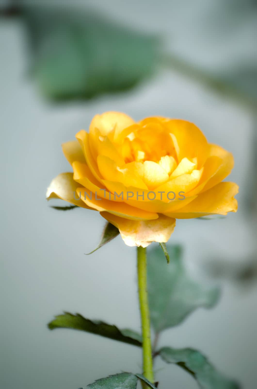 Yellow color rose flower