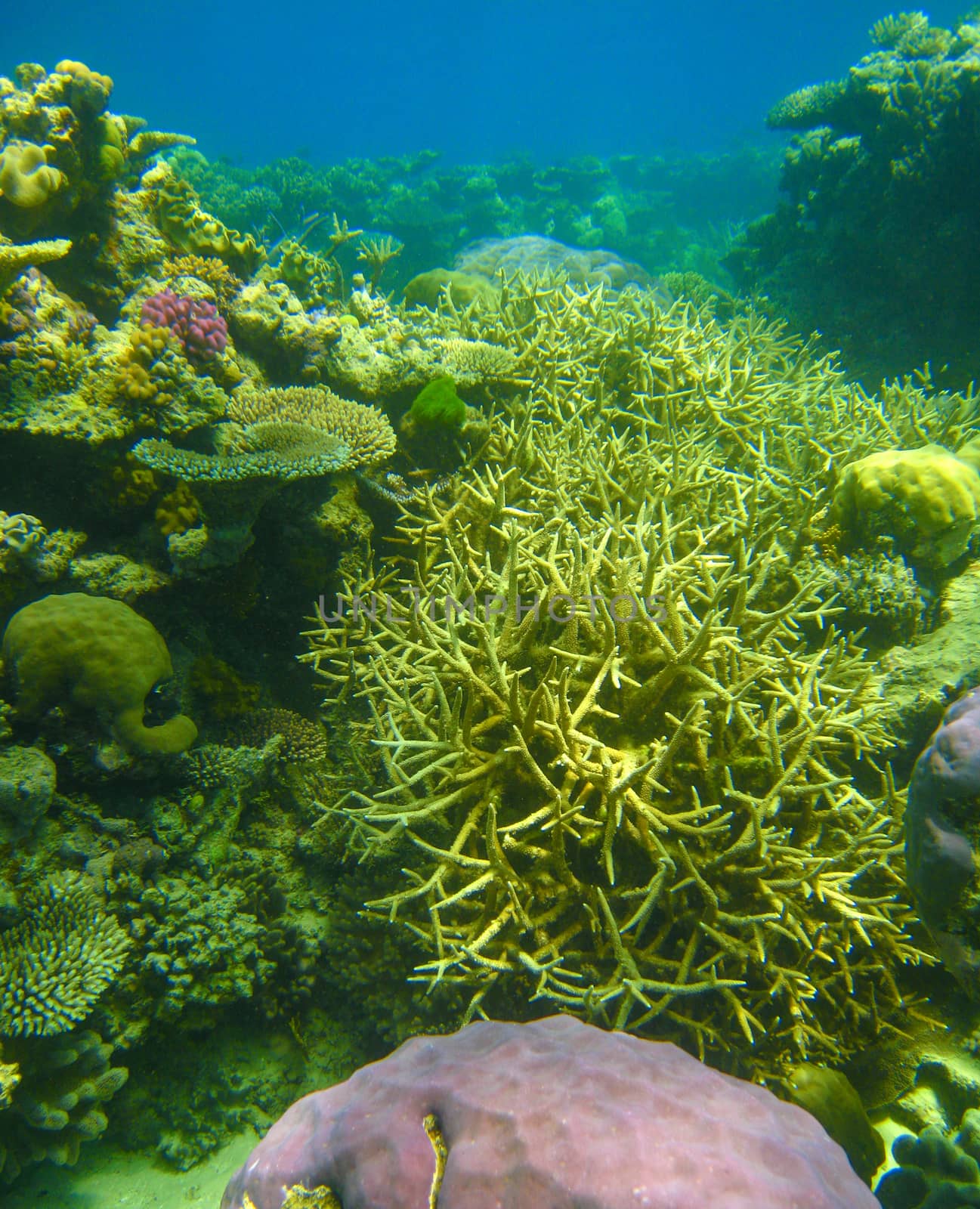 Beautiful underwater colors of Queensland Coral Reef - Australia.