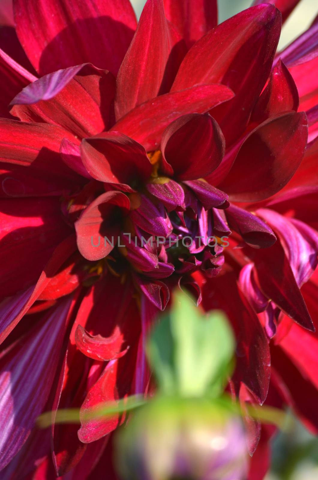 Pink color flower isolate green leaf background