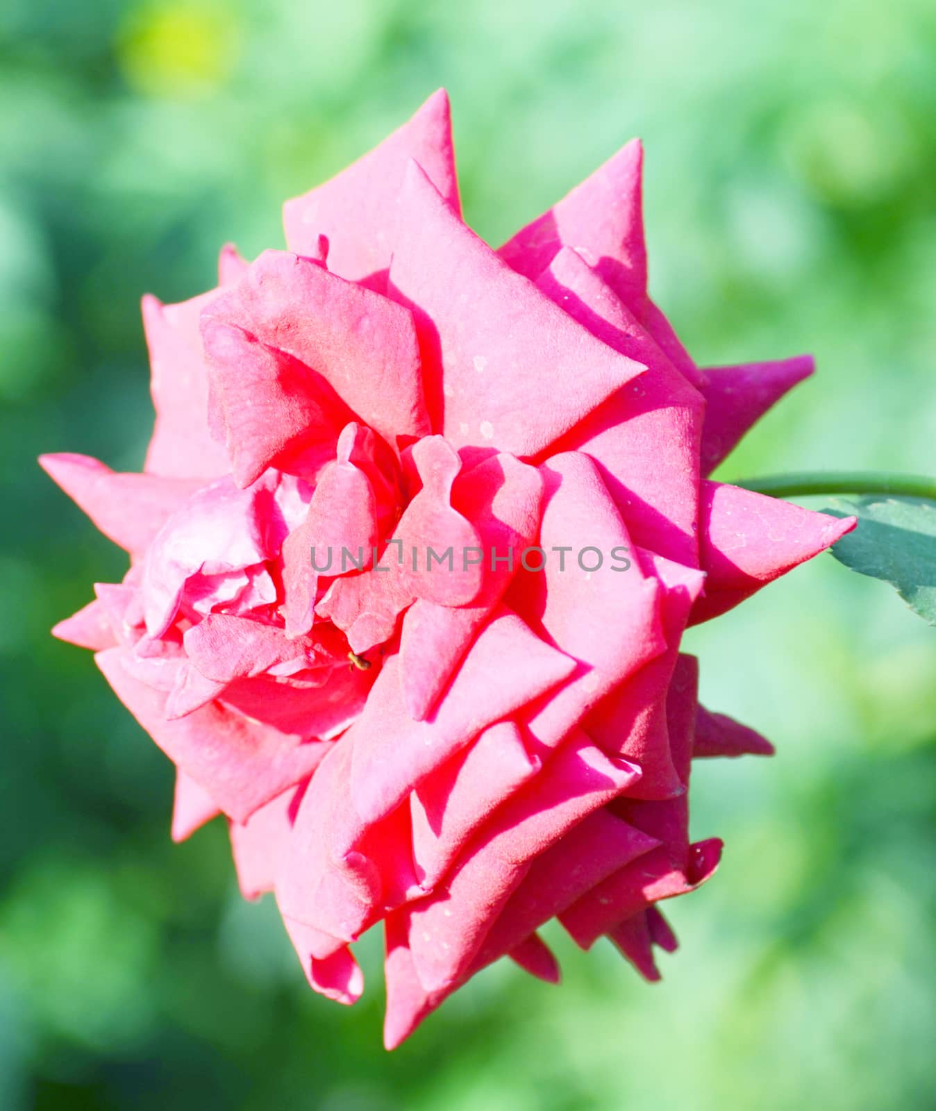 Pink color flower isolate green leaf background